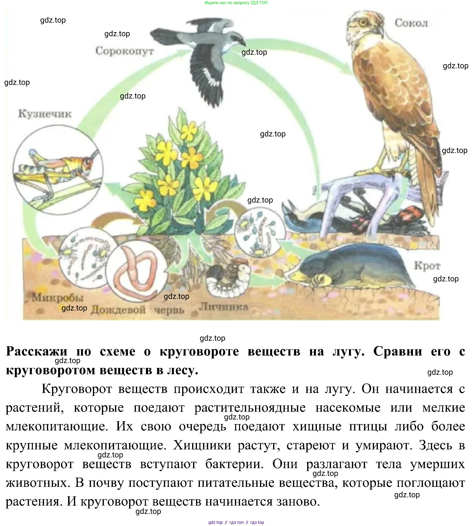 Окружающий мир, 3 класс рабочая тетрадь, авторы: Плешаков Андрей Анатольевич, Новицкая Марина Юрьевна, издательство Просвещение, Москва, 2019, белого цвета, Часть 1, страница 72, номер 4, Решение
