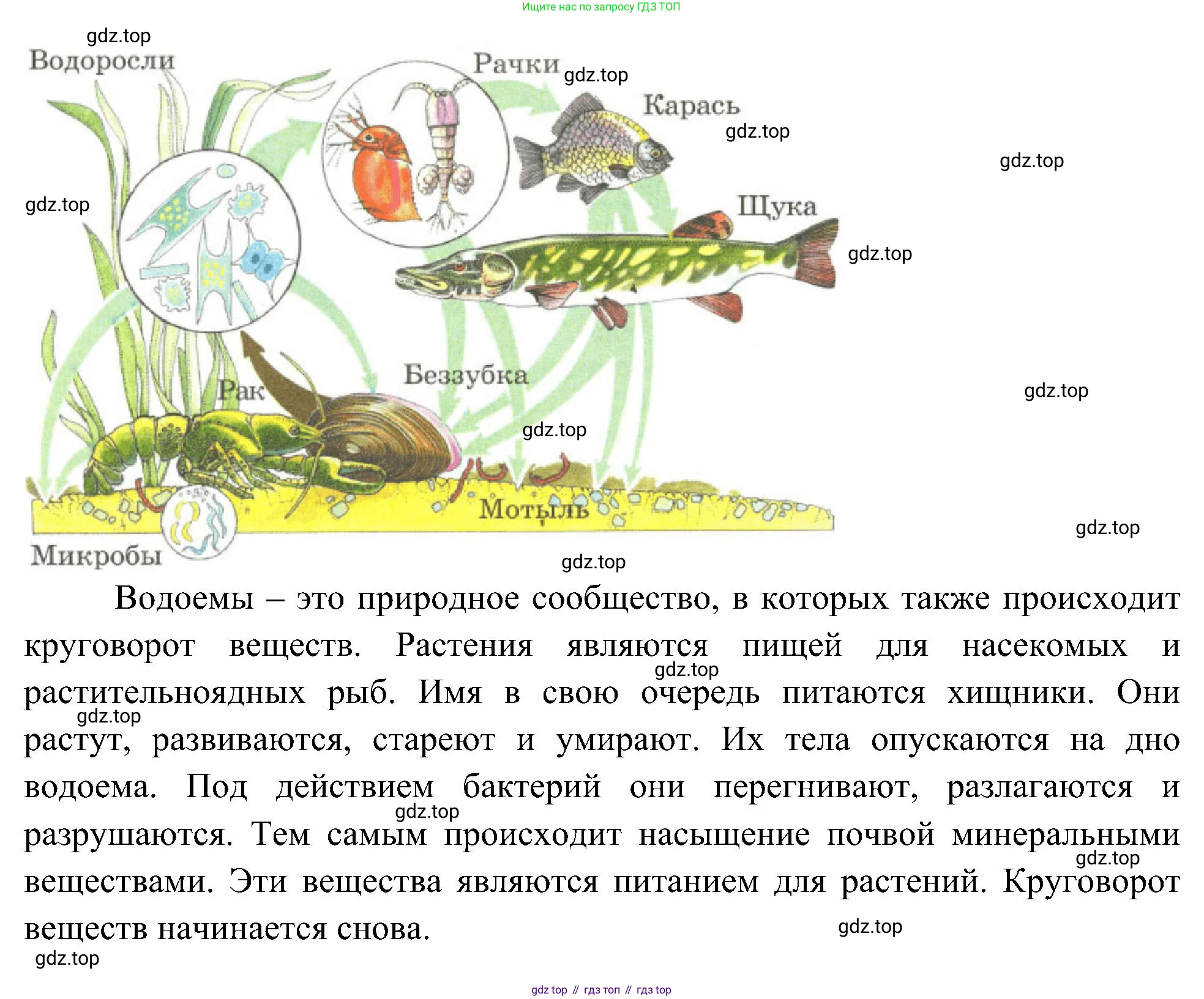 Окружающий мир, 3 класс рабочая тетрадь, авторы: Плешаков Андрей Анатольевич, Новицкая Марина Юрьевна, издательство Просвещение, Москва, 2019, белого цвета, Часть 1, страница 76, номер 6, Решение