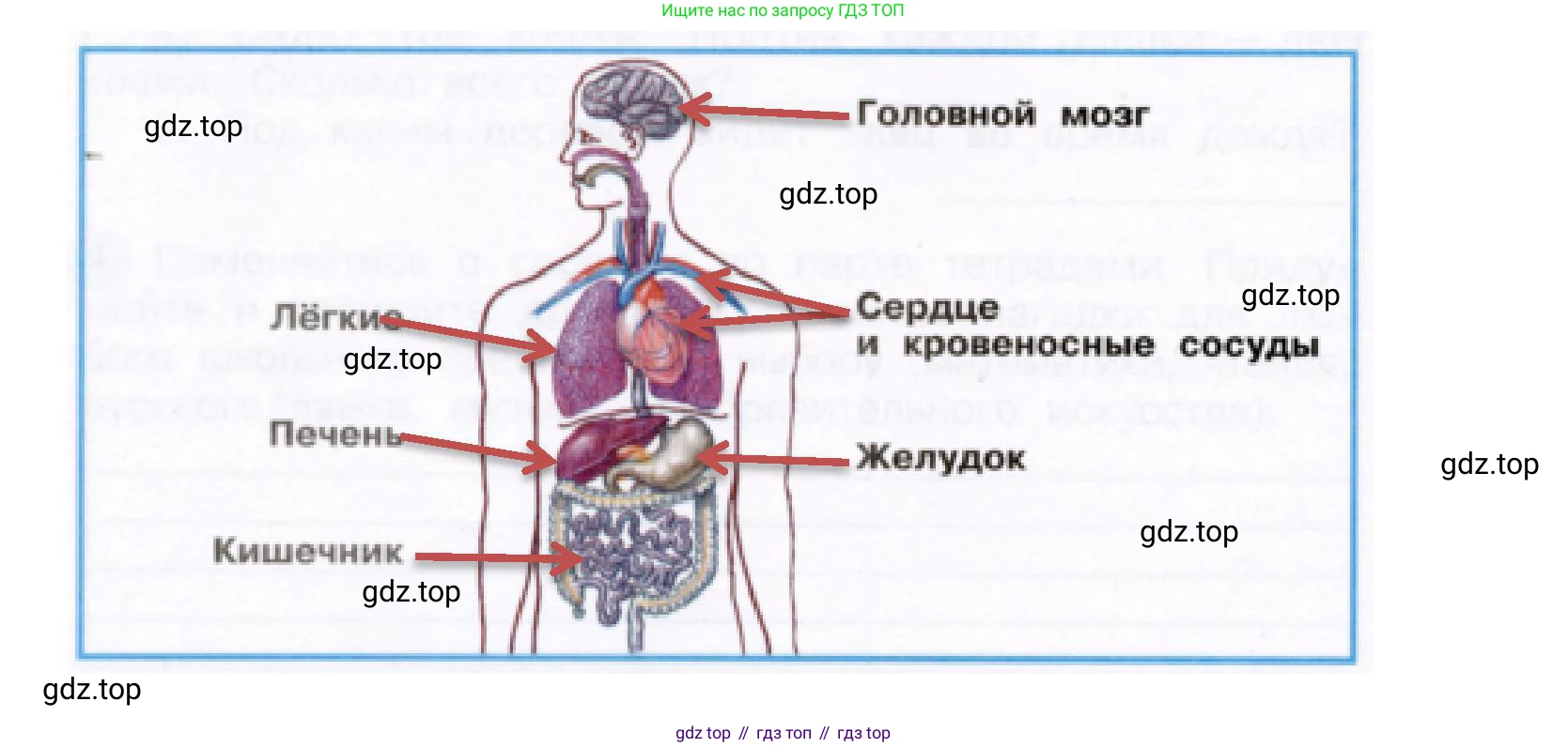 Окружающий мир, 3 класс рабочая тетрадь, авторы: Плешаков Андрей Анатольевич, Новицкая Марина Юрьевна, издательство Просвещение, Москва, 2019, белого цвета, Часть 2, страница 26, номер 3, Решение