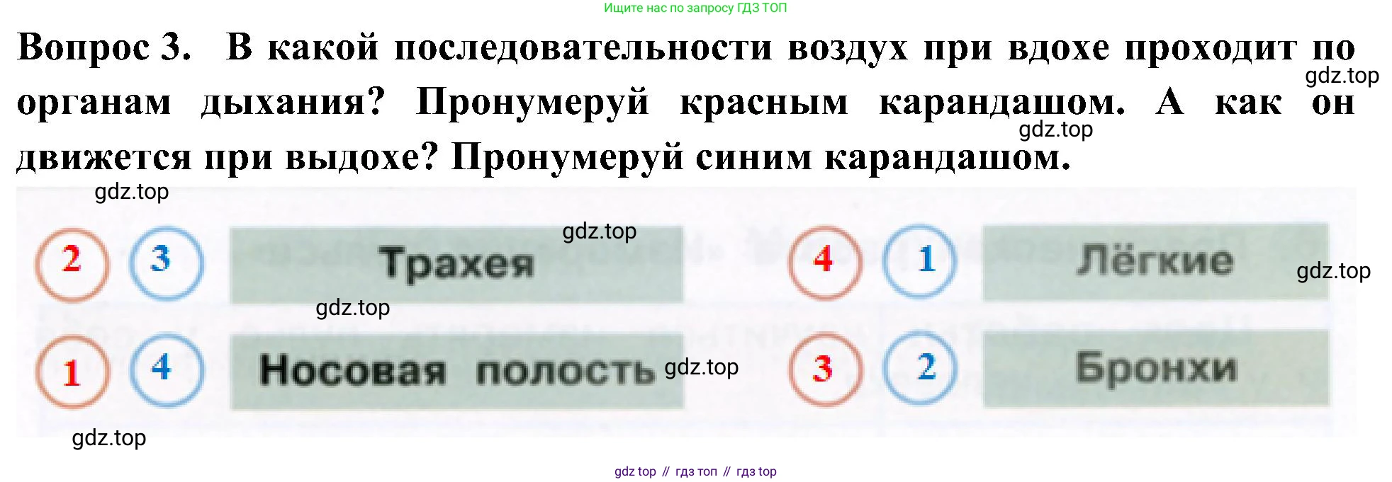 Окружающий мир, 3 класс рабочая тетрадь, авторы: Плешаков Андрей Анатольевич, Новицкая Марина Юрьевна, издательство Просвещение, Москва, 2019, белого цвета, Часть 2, страница 30, номер 3, Решение