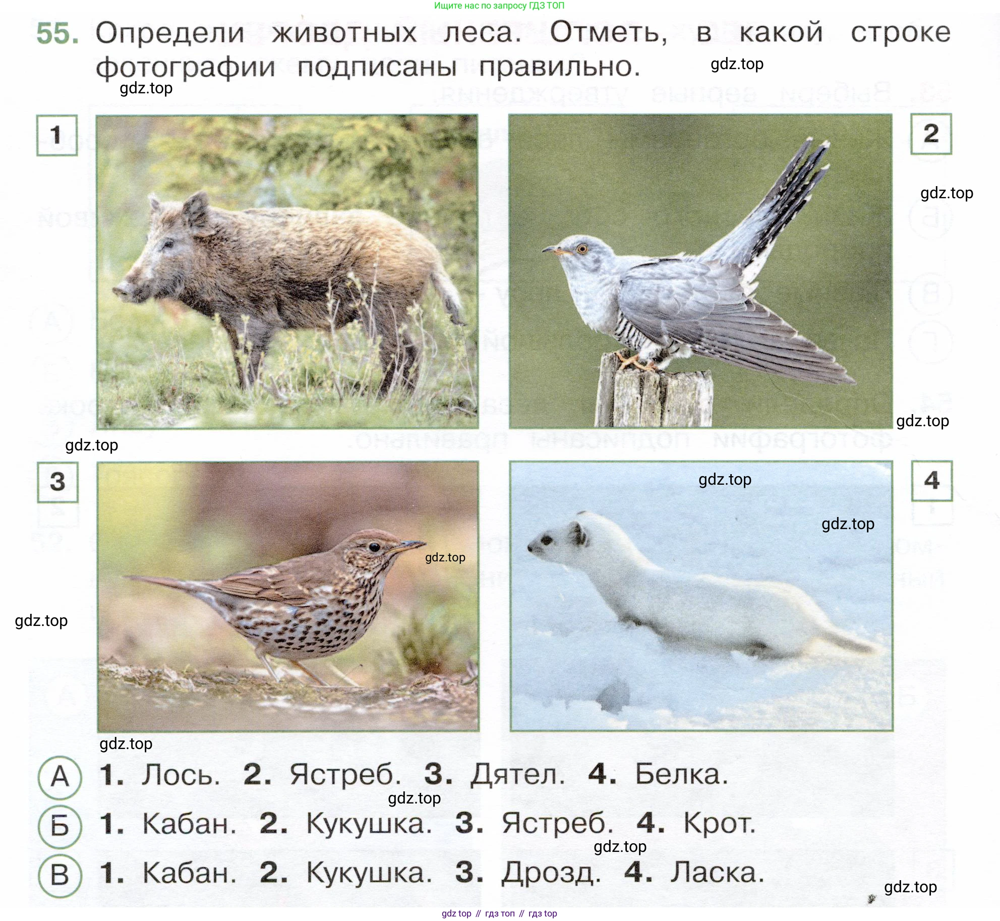 Окружающий мир, 3 класс Тесты, авторы: Плешаков Андрей Анатольевич, Новицкая Марина Юрьевна, Назарова З Д, издательство Просвещение, Москва, 2019, белого цвета, страница 34, номер 55, Условие