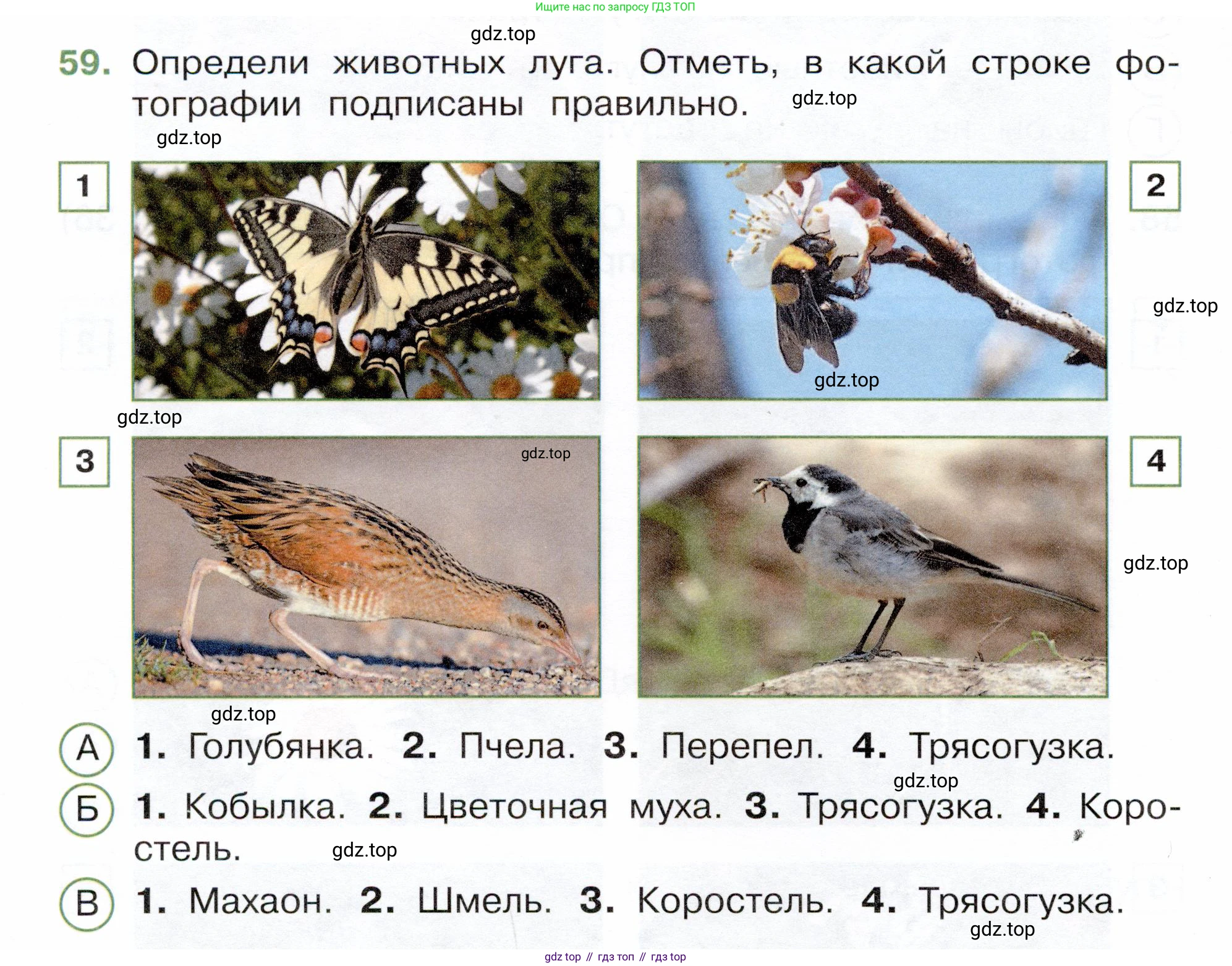 Окружающий мир, 3 класс Тесты, авторы: Плешаков Андрей Анатольевич, Новицкая Марина Юрьевна, Назарова З Д, издательство Просвещение, Москва, 2019, белого цвета, страница 36, номер 59, Условие