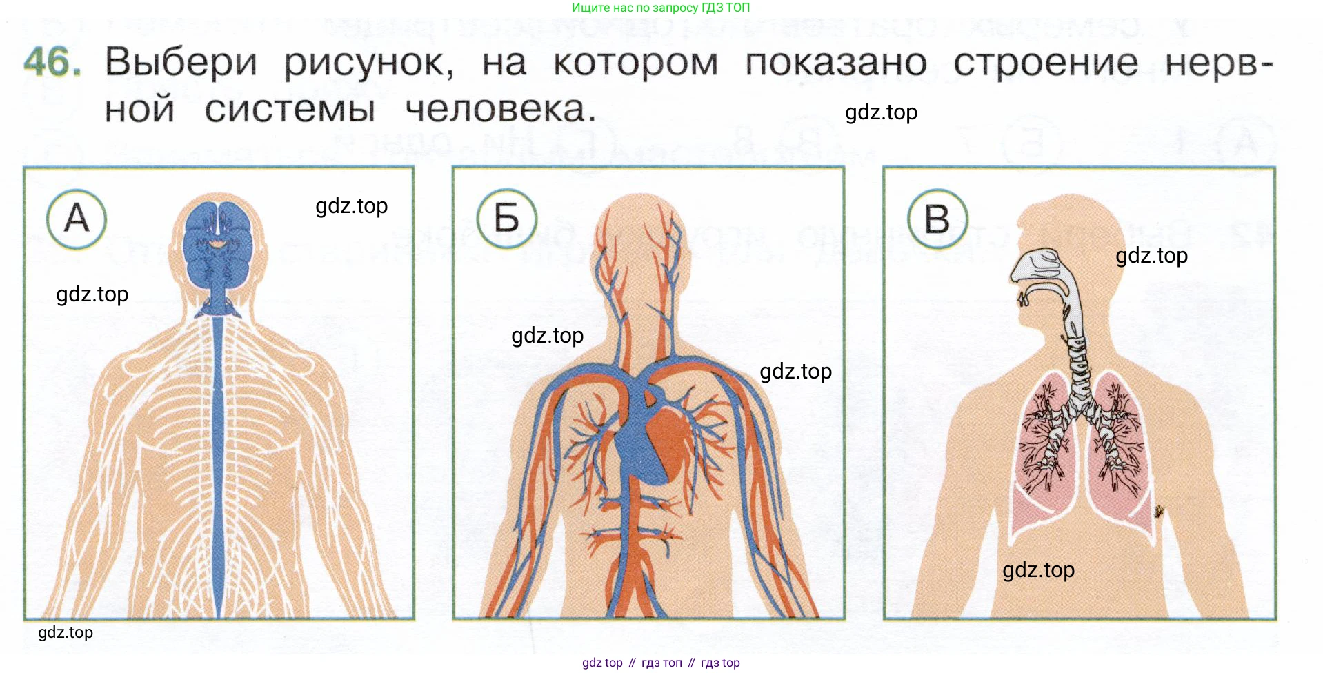 Окружающий мир, 3 класс Тесты, авторы: Плешаков Андрей Анатольевич, Новицкая Марина Юрьевна, Назарова З Д, издательство Просвещение, Москва, 2019, белого цвета, страница 52, номер 46, Условие