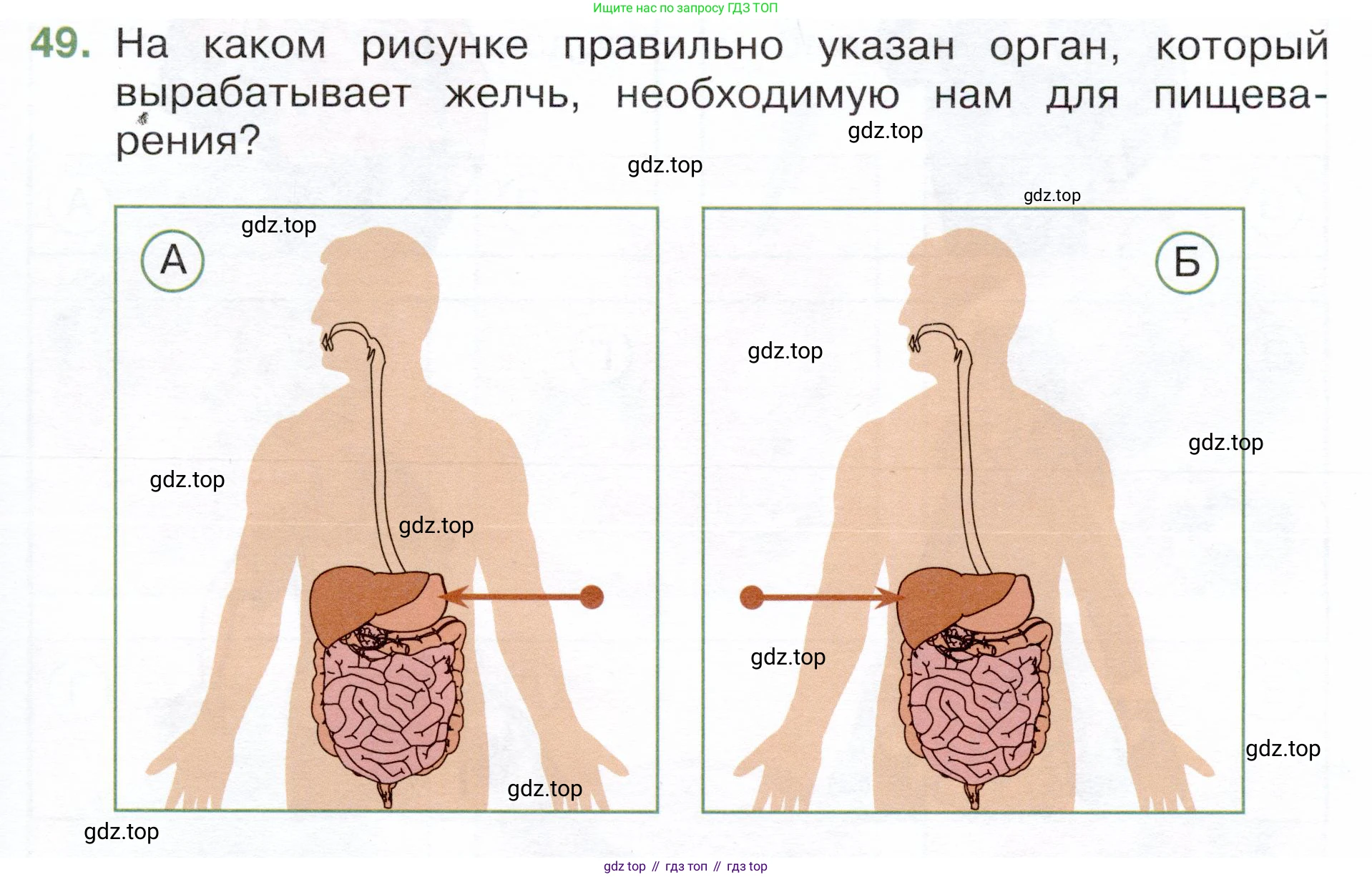 Окружающий мир, 3 класс Тесты, авторы: Плешаков Андрей Анатольевич, Новицкая Марина Юрьевна, Назарова З Д, издательство Просвещение, Москва, 2019, белого цвета, страница 53, номер 49, Условие