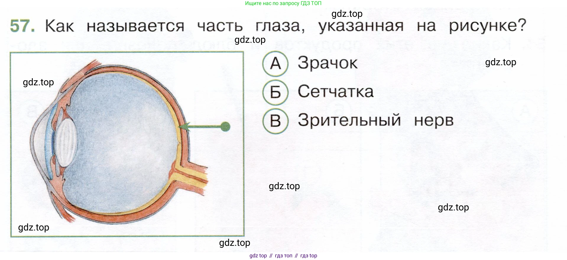 Окружающий мир, 3 класс Тесты, авторы: Плешаков Андрей Анатольевич, Новицкая Марина Юрьевна, Назарова З Д, издательство Просвещение, Москва, 2019, белого цвета, страница 56, номер 57, Условие