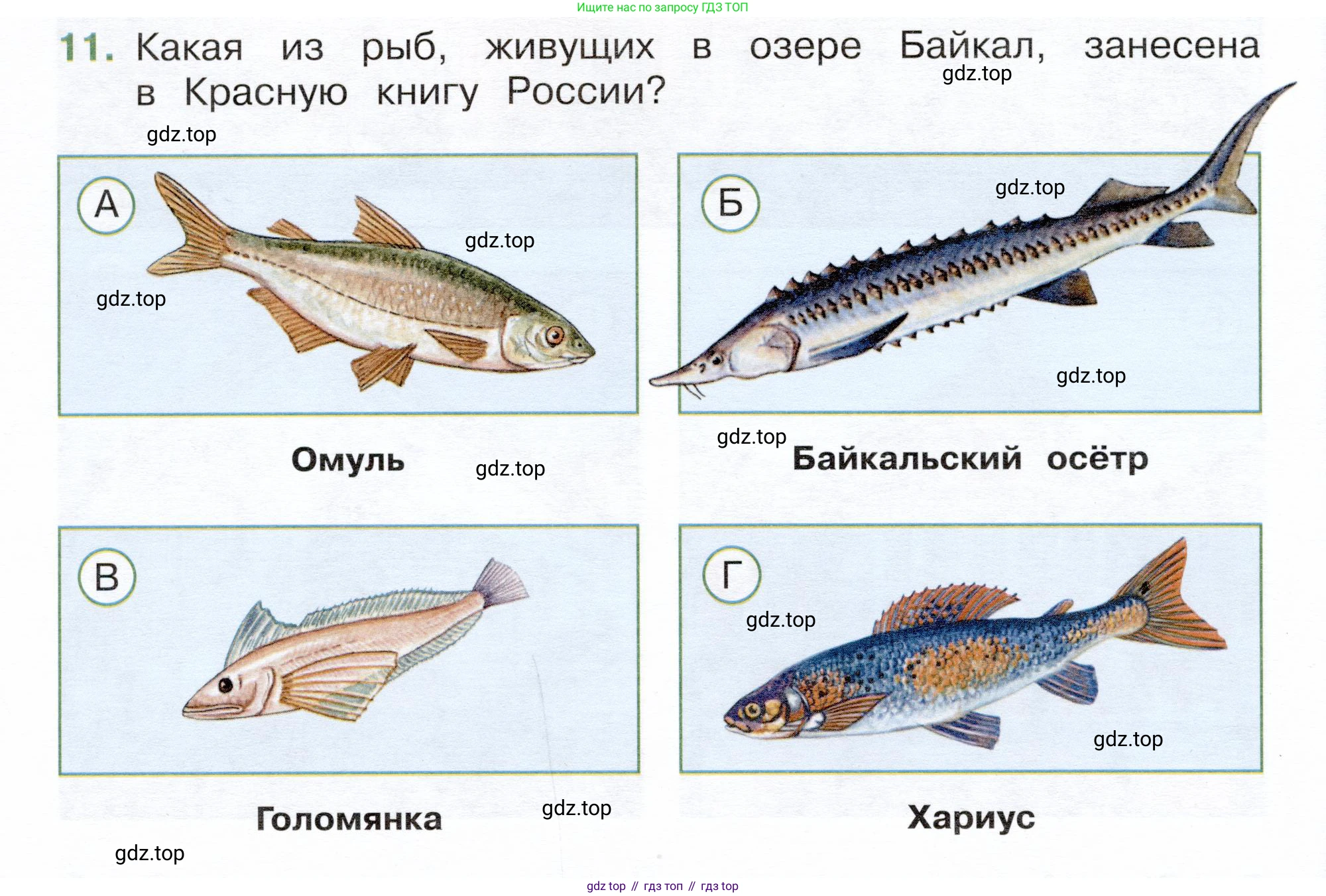 Окружающий мир, 3 класс Тесты, авторы: Плешаков Андрей Анатольевич, Новицкая Марина Юрьевна, Назарова З Д, издательство Просвещение, Москва, 2019, белого цвета, страница 68, номер 11, Условие