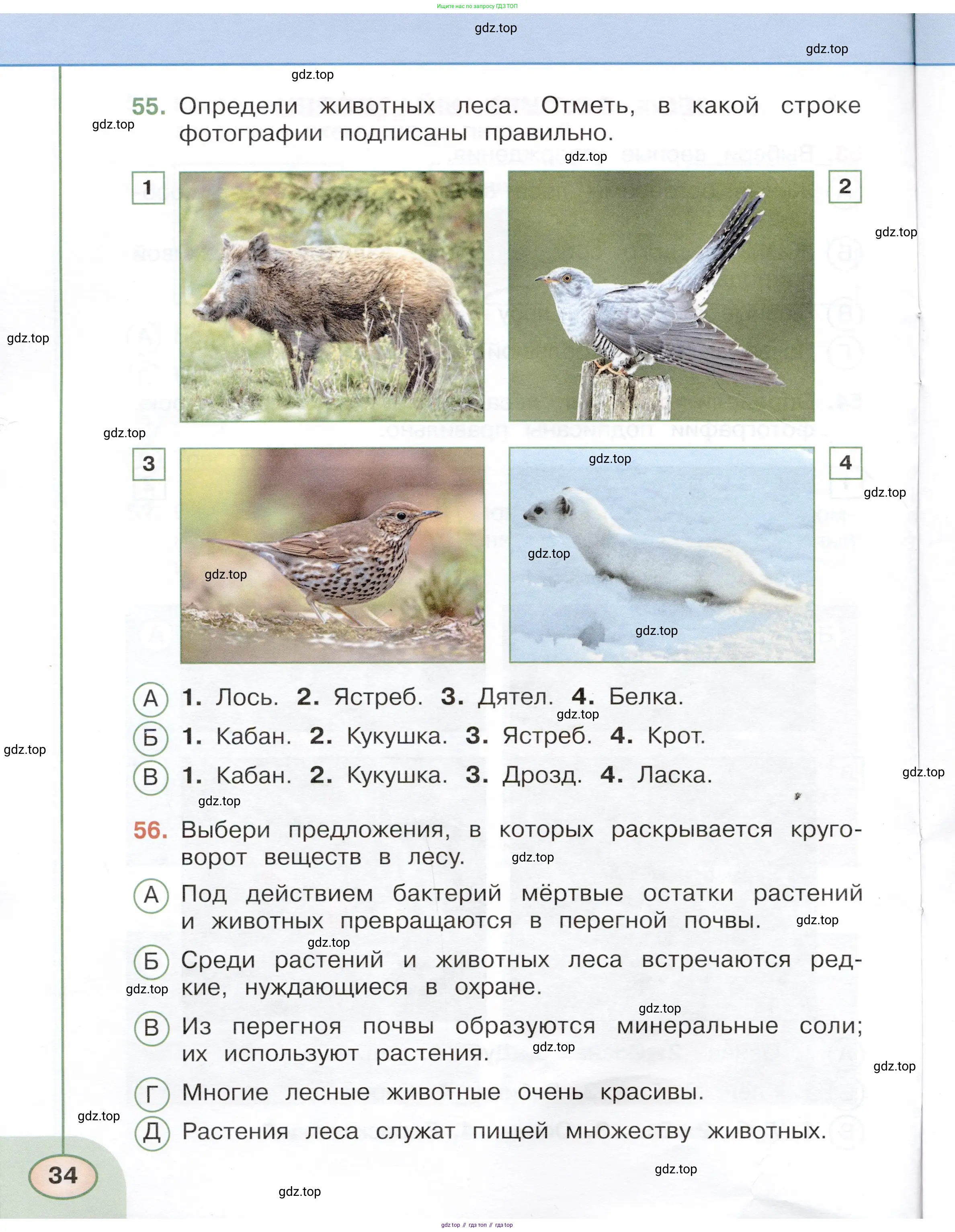 Окружающий мир, 3 класс Тесты, авторы: Плешаков Андрей Анатольевич, Новицкая Марина Юрьевна, Назарова З Д, издательство Просвещение, Москва, 2019, белого цвета, страница 34