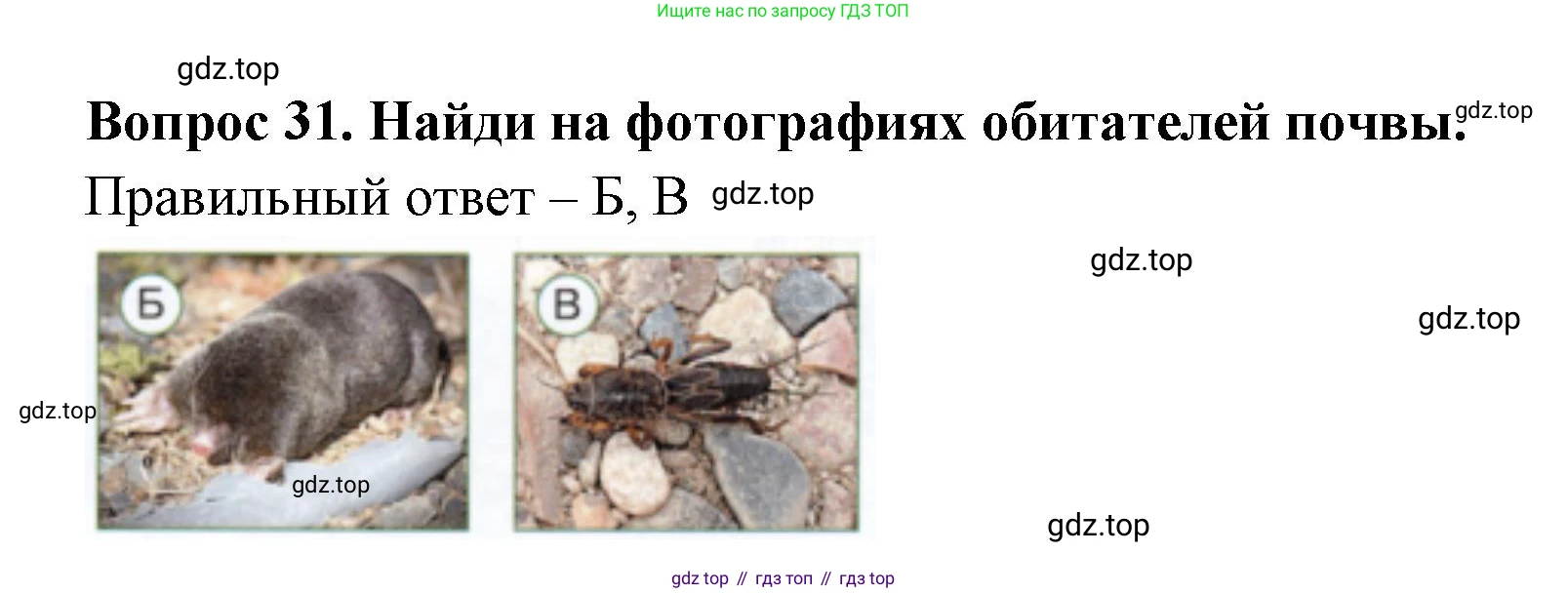 Окружающий мир, 3 класс Тесты, авторы: Плешаков Андрей Анатольевич, Новицкая Марина Юрьевна, Назарова З Д, издательство Просвещение, Москва, 2019, белого цвета, страница 25, номер 31, Решение