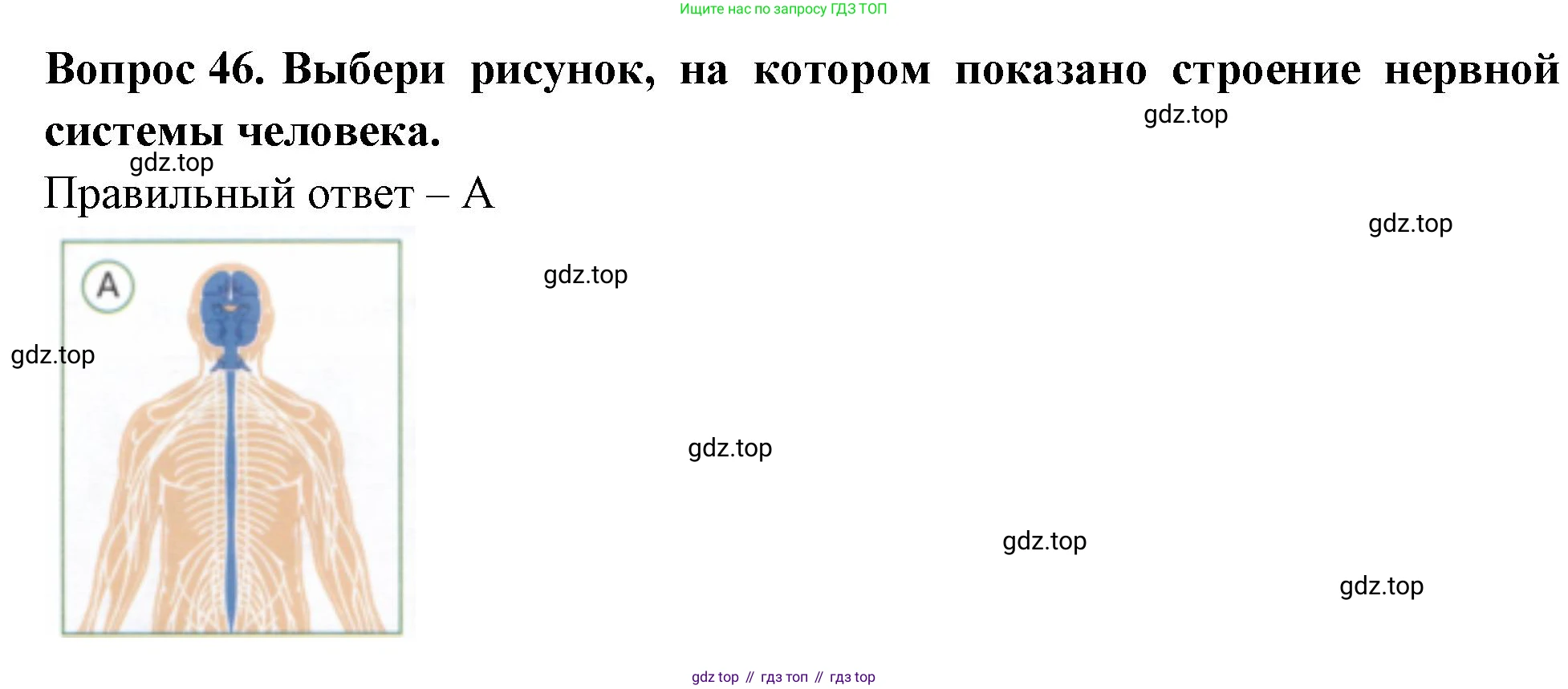Окружающий мир, 3 класс Тесты, авторы: Плешаков Андрей Анатольевич, Новицкая Марина Юрьевна, Назарова З Д, издательство Просвещение, Москва, 2019, белого цвета, страница 52, номер 46, Решение