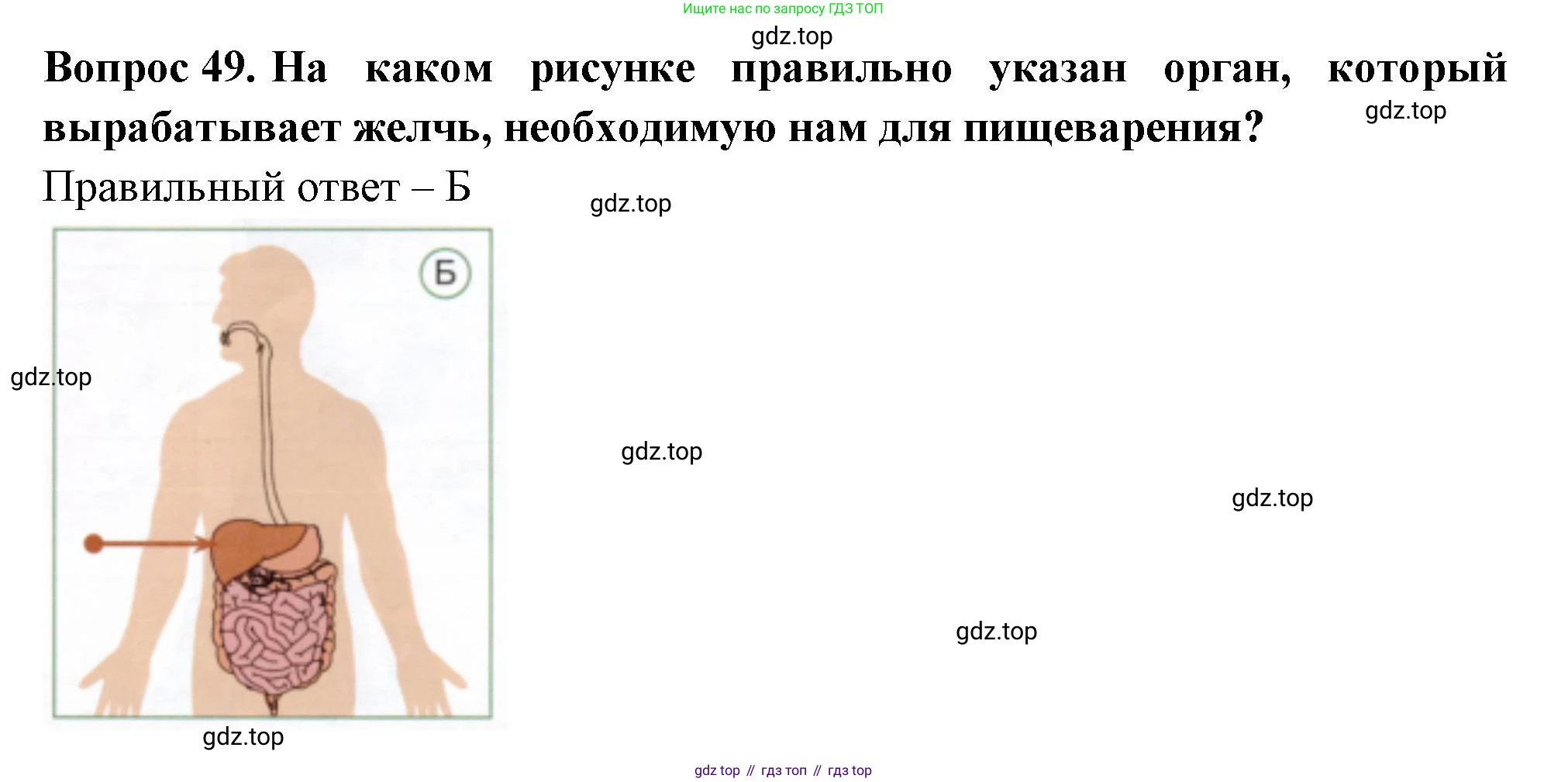 Окружающий мир, 3 класс Тесты, авторы: Плешаков Андрей Анатольевич, Новицкая Марина Юрьевна, Назарова З Д, издательство Просвещение, Москва, 2019, белого цвета, страница 53, номер 49, Решение