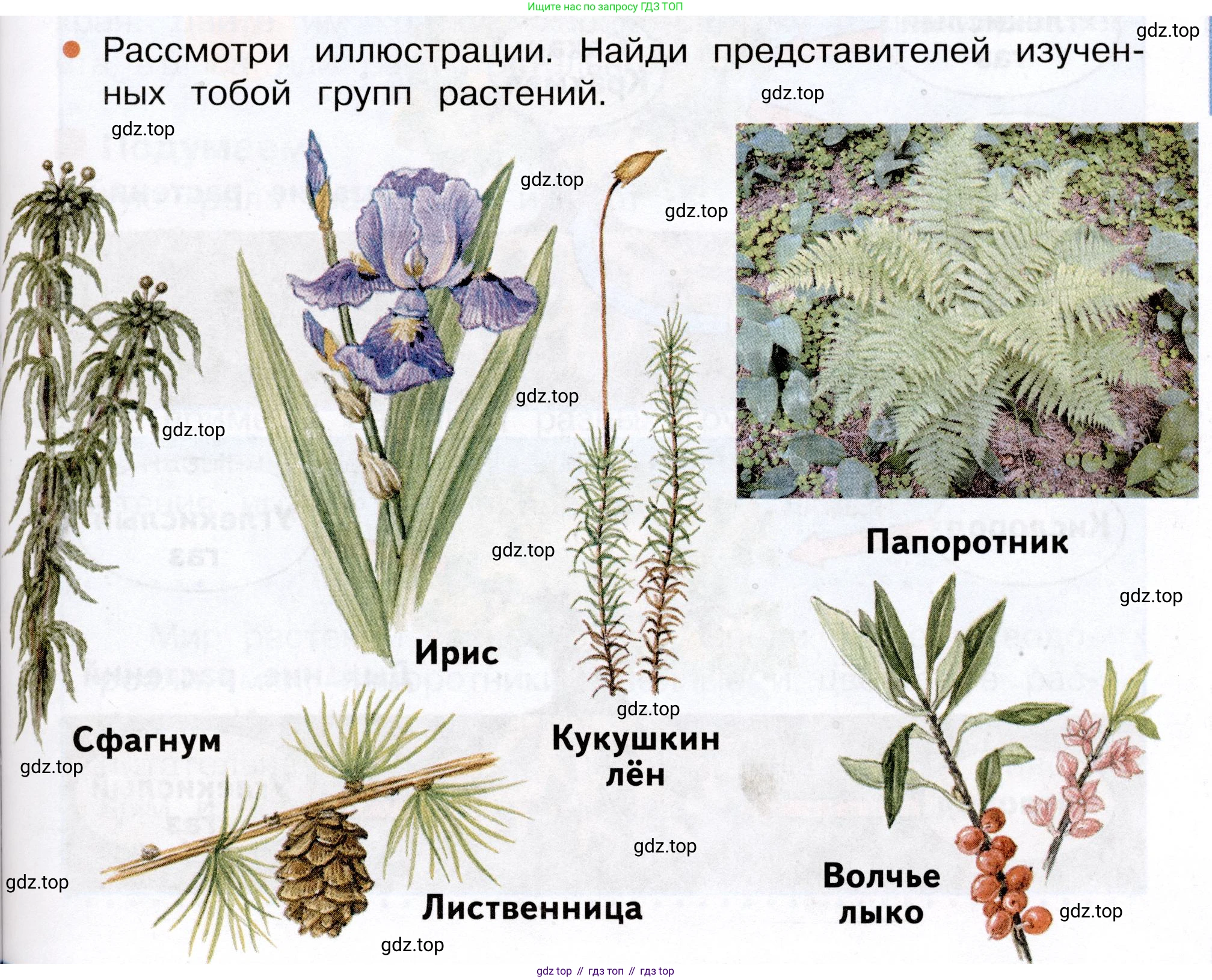 Окружающий мир, 3 класс Учебник, авторы: Плешаков Андрей Анатольевич, Новицкая Марина Юрьевна, издательство Просвещение, Москва, 2019, белого цвета, Часть 1, страница 81, номер 1, Условие