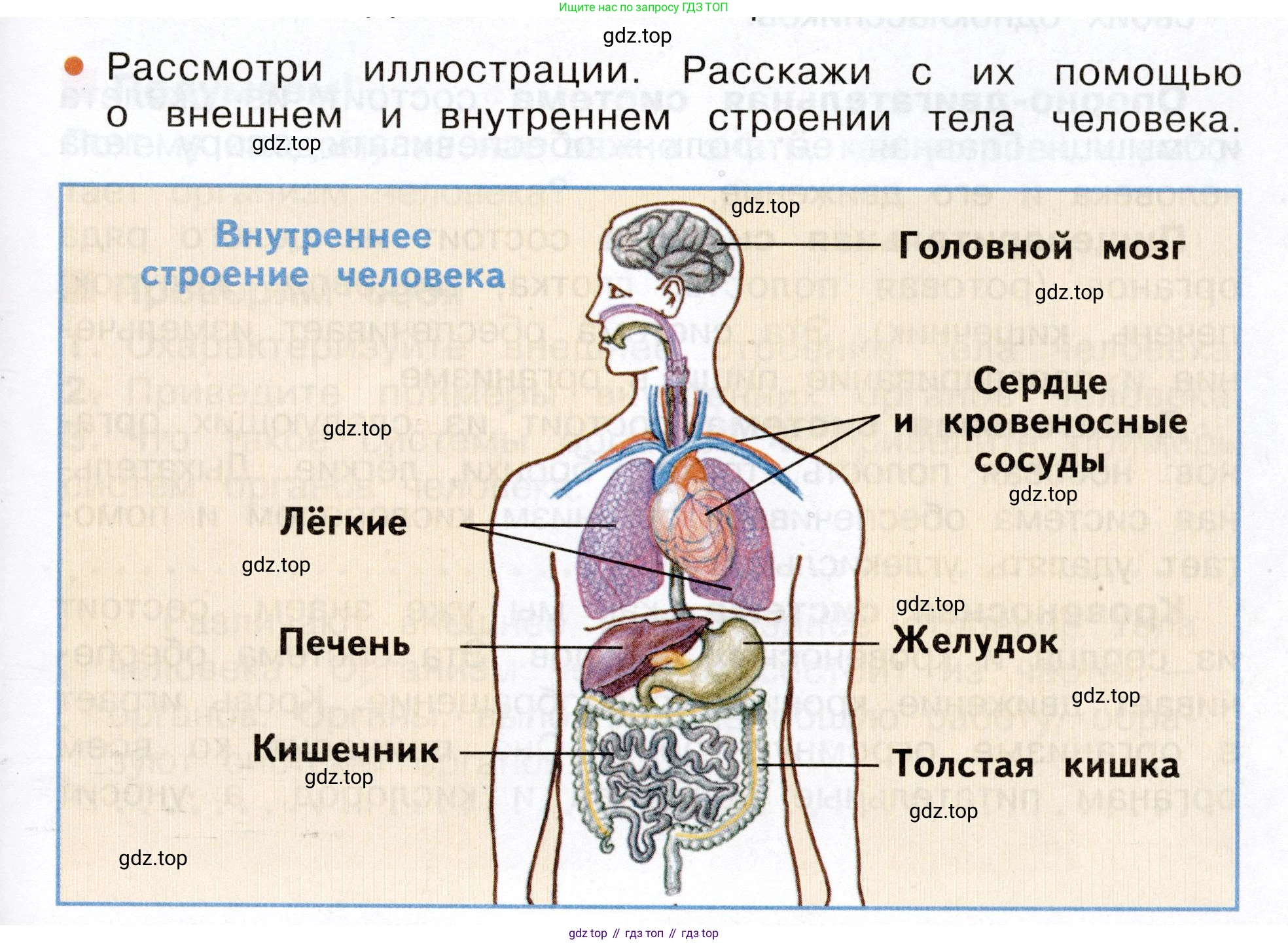 Окружающий мир, 3 класс Учебник, авторы: Плешаков Андрей Анатольевич, Новицкая Марина Юрьевна, издательство Просвещение, Москва, 2019, белого цвета, Часть 2, страница 49, номер 1, Условие