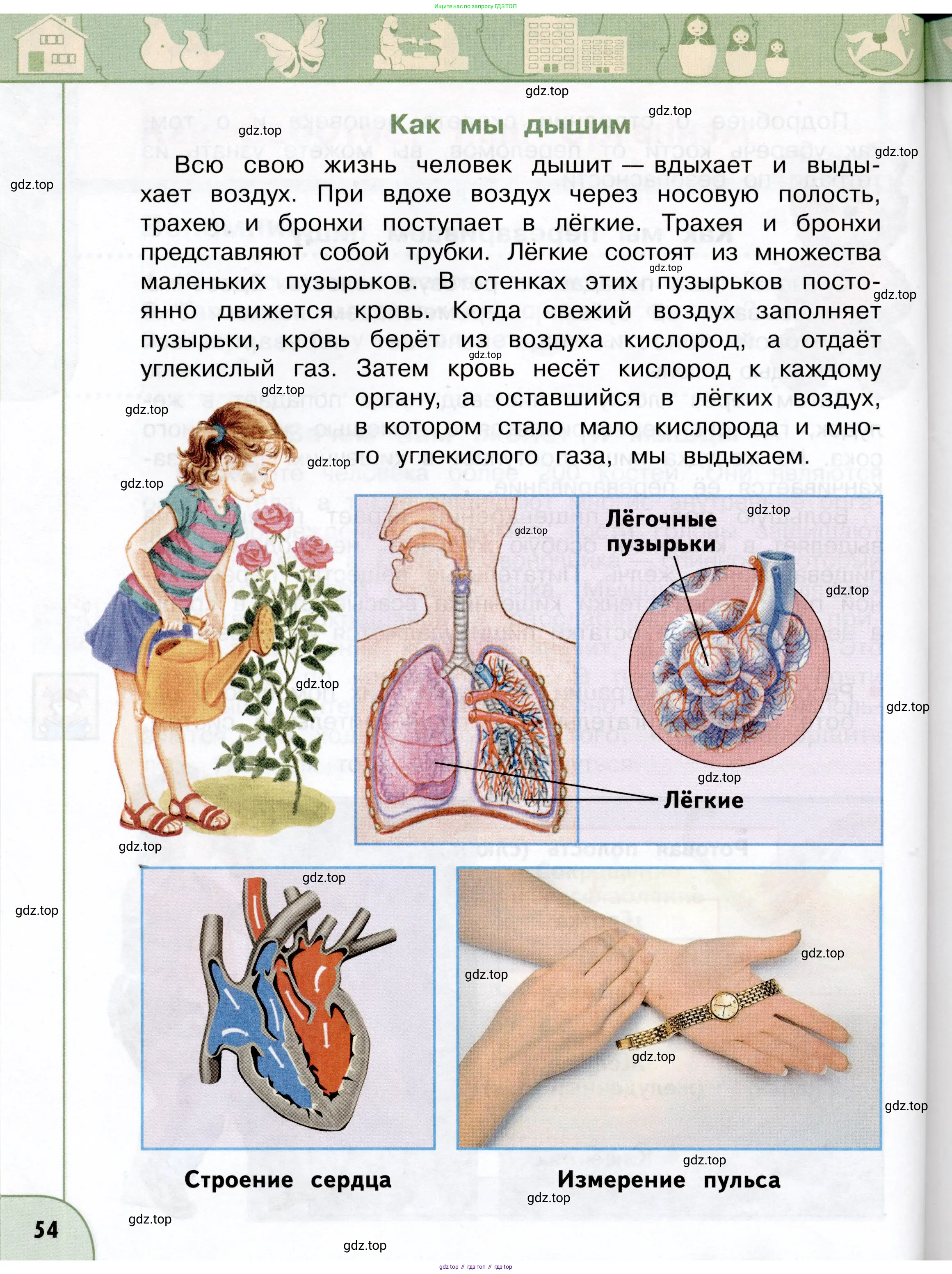 Окружающий мир, 3 класс Учебник, авторы: Плешаков Андрей Анатольевич, Новицкая Марина Юрьевна, издательство Просвещение, Москва, 2019, белого цвета, страница 54
