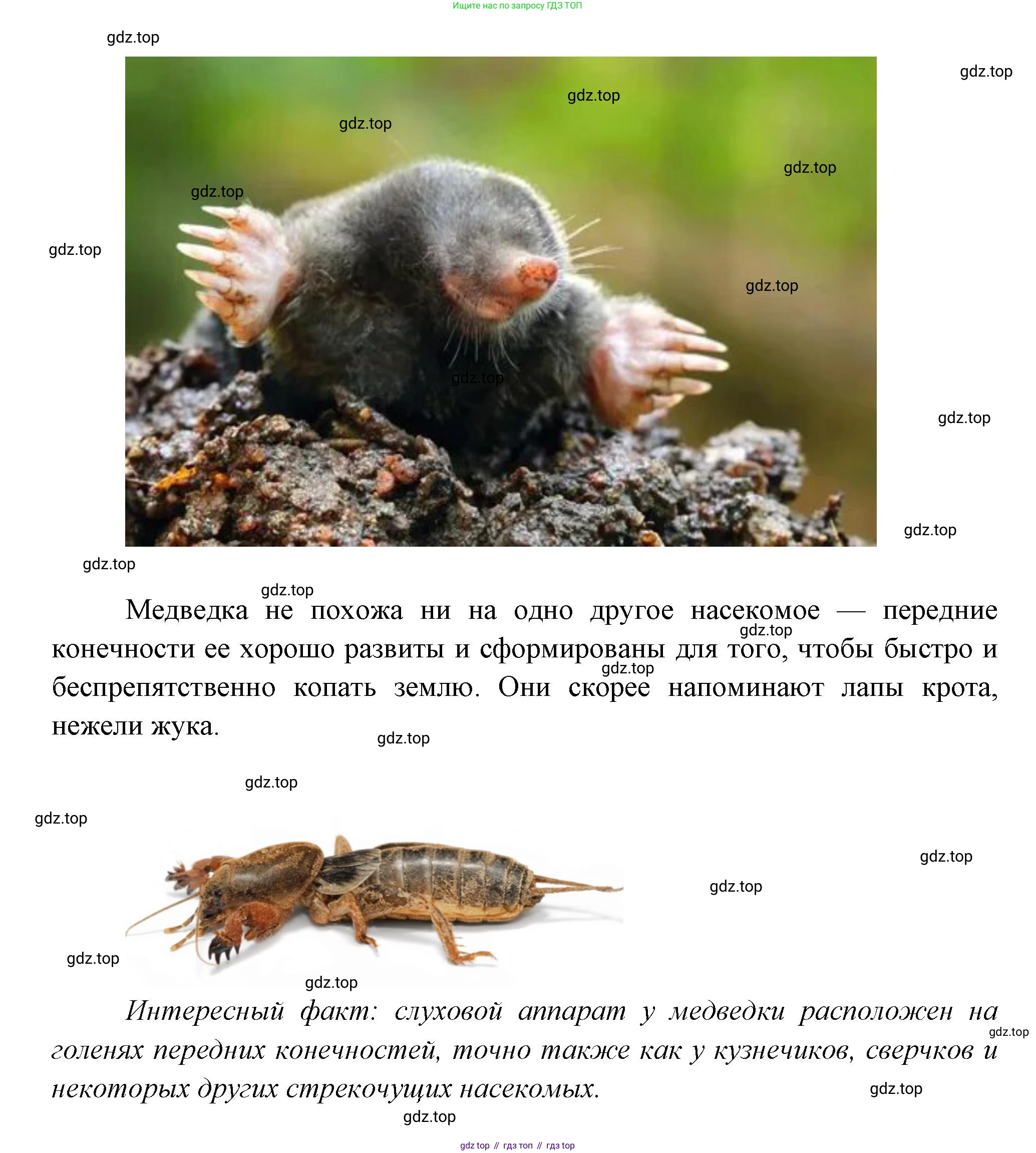 Окружающий мир, 3 класс Учебник, авторы: Плешаков Андрей Анатольевич, Новицкая Марина Юрьевна, издательство Просвещение, Москва, 2019, белого цвета, Часть 1, страница 79, Решение (продолжение 2)