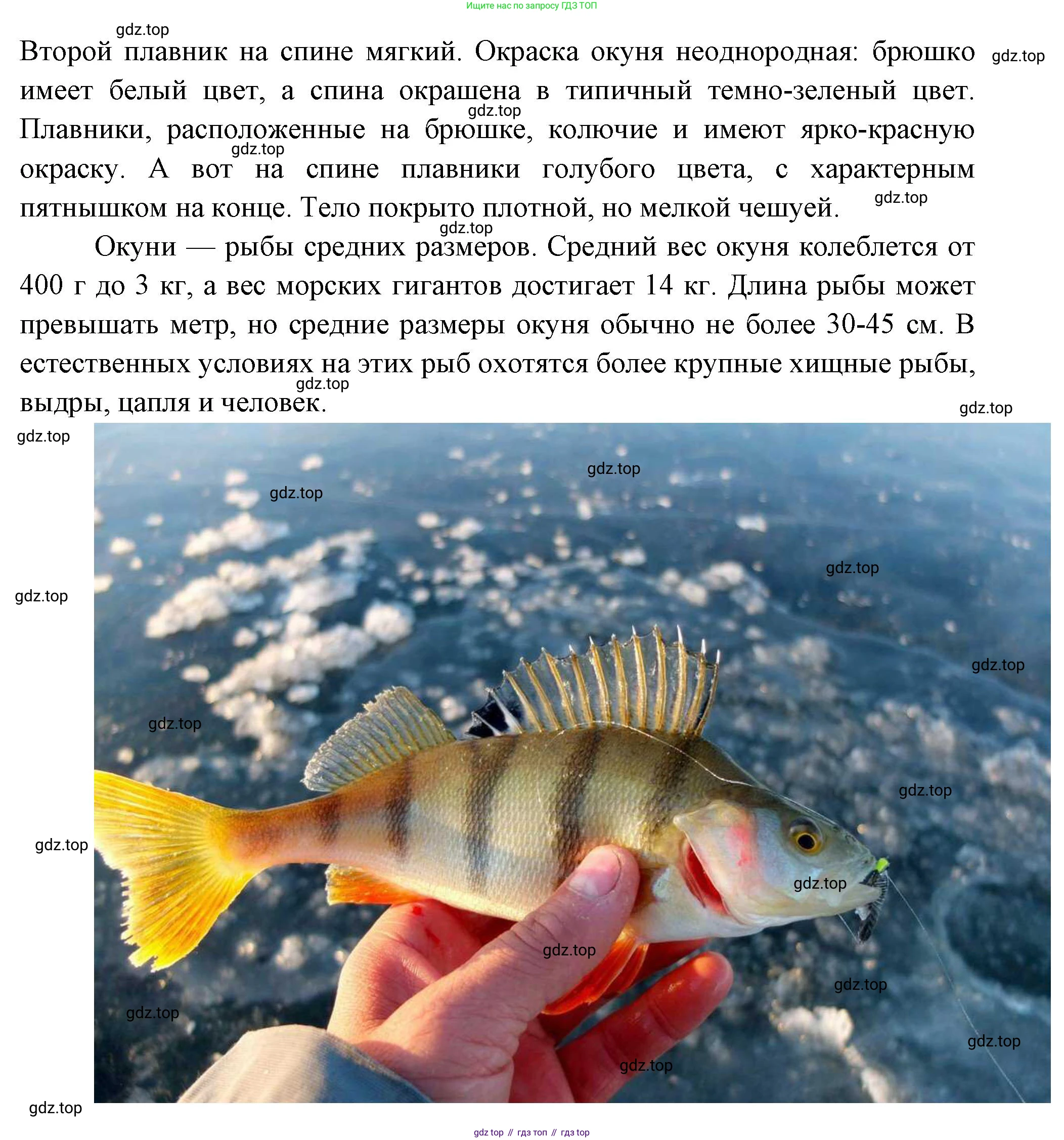 Окружающий мир, 3 класс Учебник, авторы: Плешаков Андрей Анатольевич, Новицкая Марина Юрьевна, издательство Просвещение, Москва, 2019, белого цвета, Часть 1, страница 117, номер 2, Решение (продолжение 2)