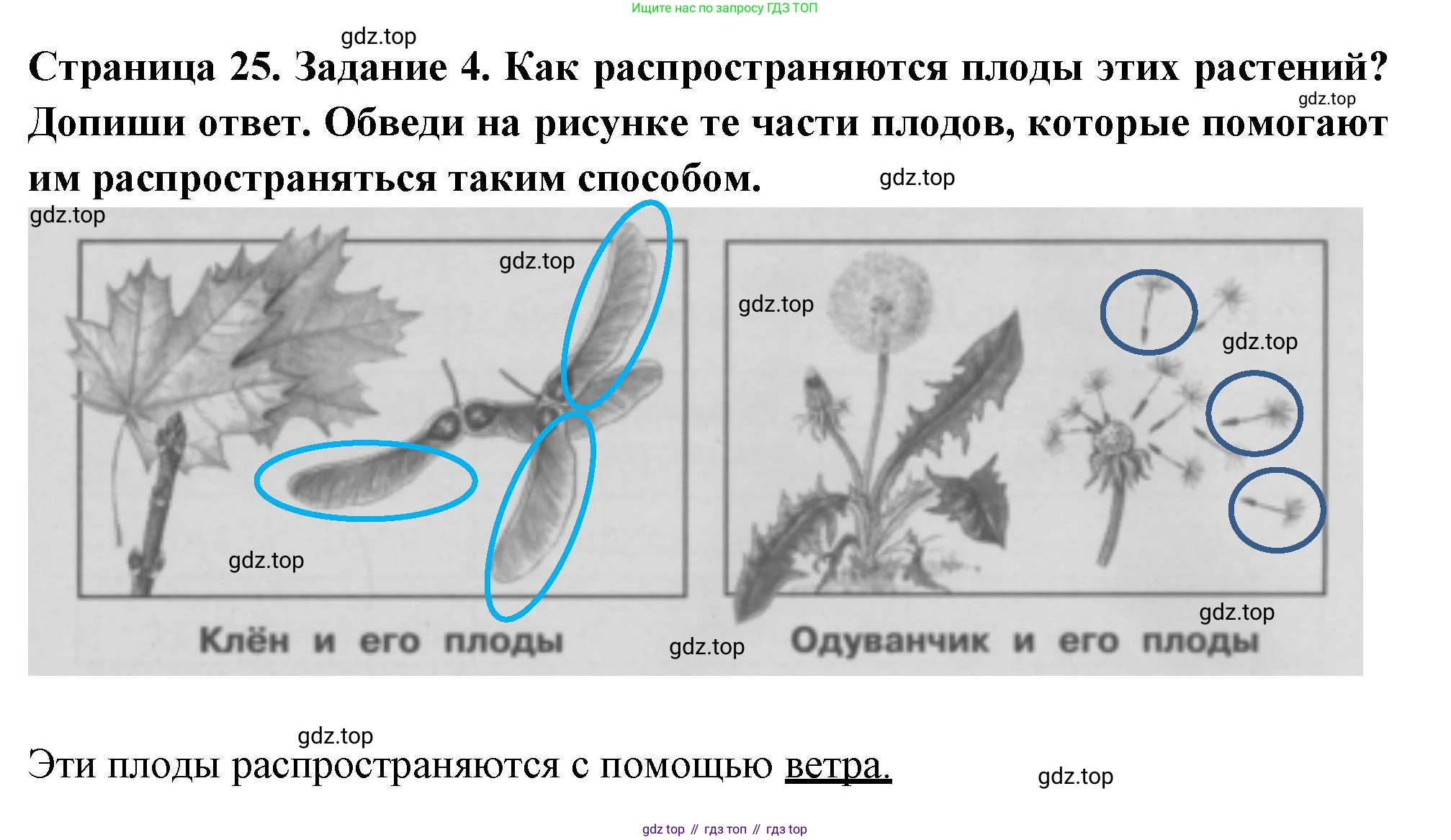 Окружающий мир, 3 класс Проверочные работы, авторы: Плешаков Андрей Анатольевич, Плешаков С А, издательство Просвещение, Москва, 2023, белого цвета, страница 25, номер 4, Решение