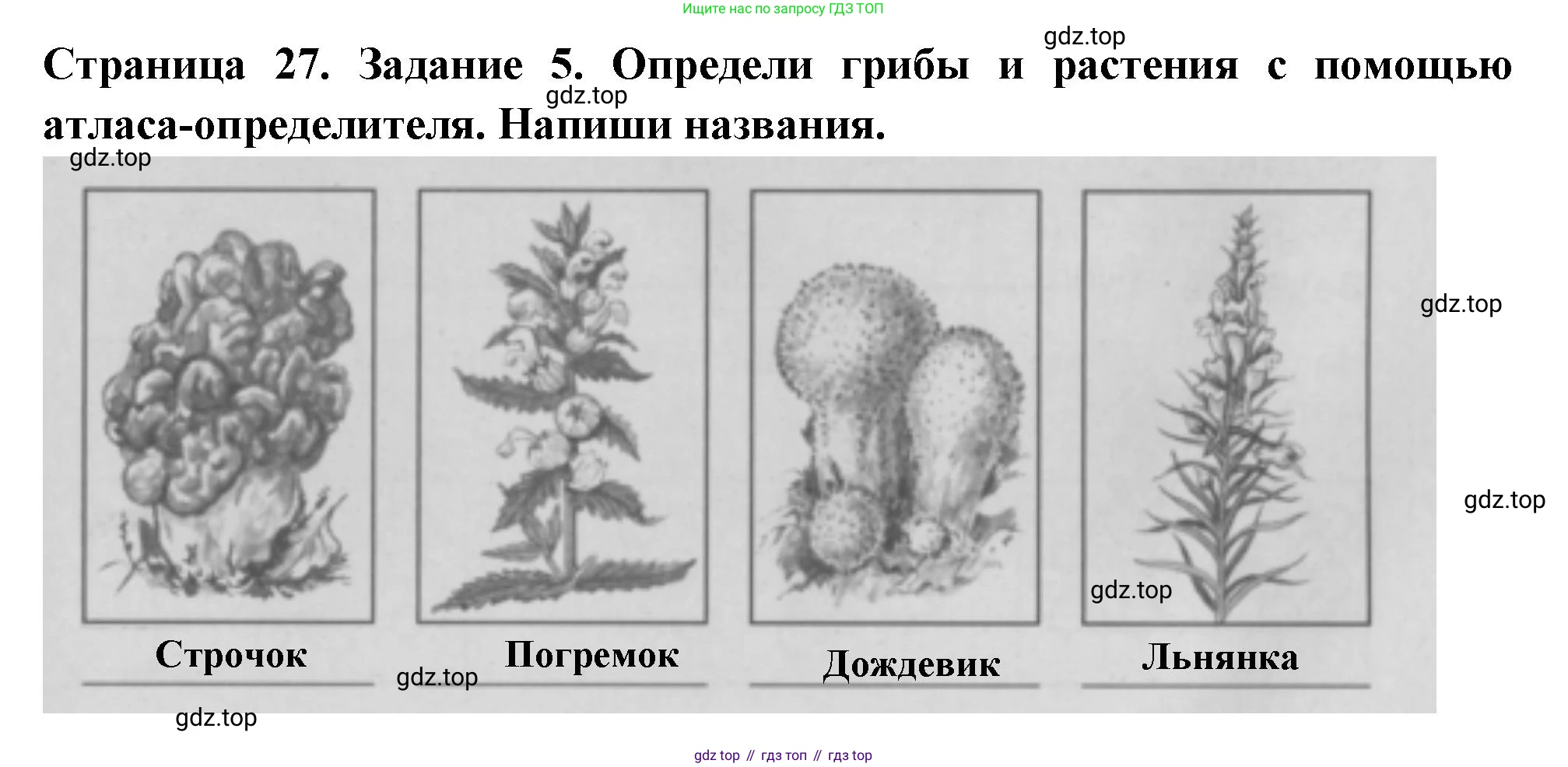Окружающий мир, 3 класс Проверочные работы, авторы: Плешаков Андрей Анатольевич, Плешаков С А, издательство Просвещение, Москва, 2023, белого цвета, страница 27, номер 5, Решение