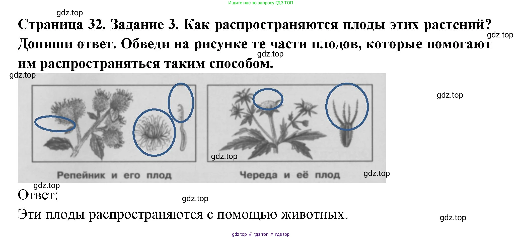 Окружающий мир, 3 класс Проверочные работы, авторы: Плешаков Андрей Анатольевич, Плешаков С А, издательство Просвещение, Москва, 2023, белого цвета, страница 32, номер 3, Решение