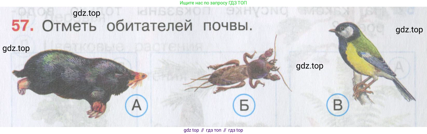 Окружающий мир, 3 класс Тесты, авторы: Плешаков Андрей Анатольевич, Гара Наталья Николаевна, Назарова З Д, издательство Просвещение, Москва, 2014, белого цвета, страница 19, номер 57, Условие