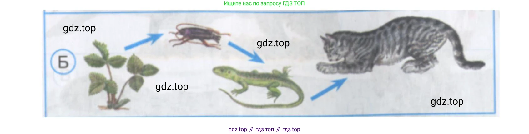 Окружающий мир, 3 класс Тесты, авторы: Плешаков Андрей Анатольевич, Гара Наталья Николаевна, Назарова З Д, издательство Просвещение, Москва, 2014, белого цвета, страница 7, номер 17, Решение (продолжение 2)