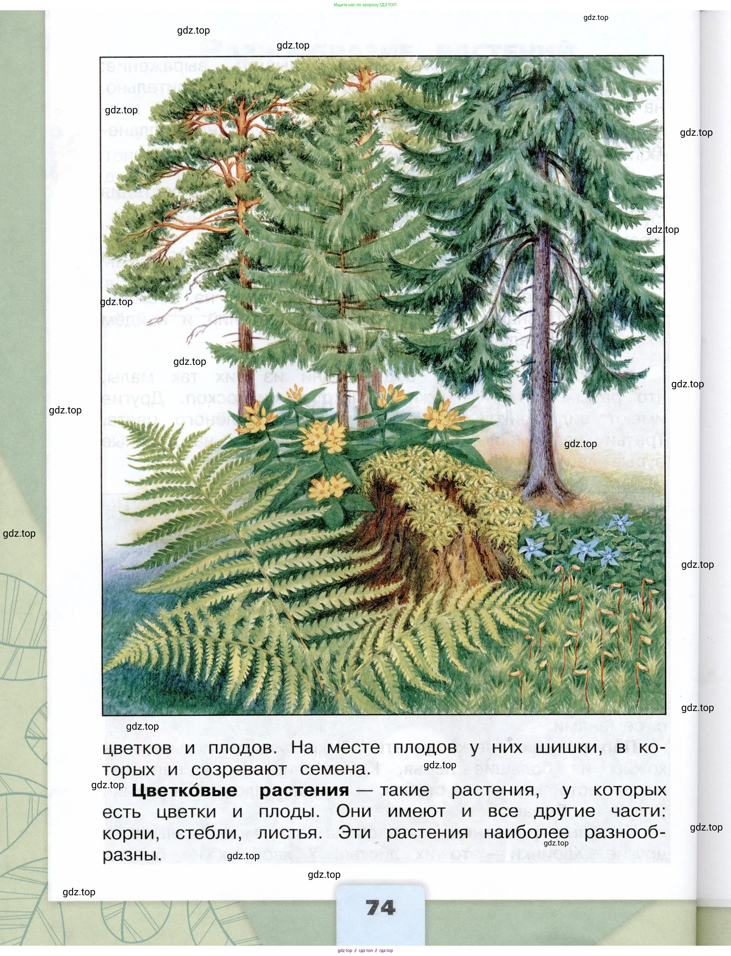 Окружающий мир, 3 класс Учебник, автор: Плешаков Андрей Анатольевич, издательство Просвещение, Москва, 2023, белого цвета, страница 74