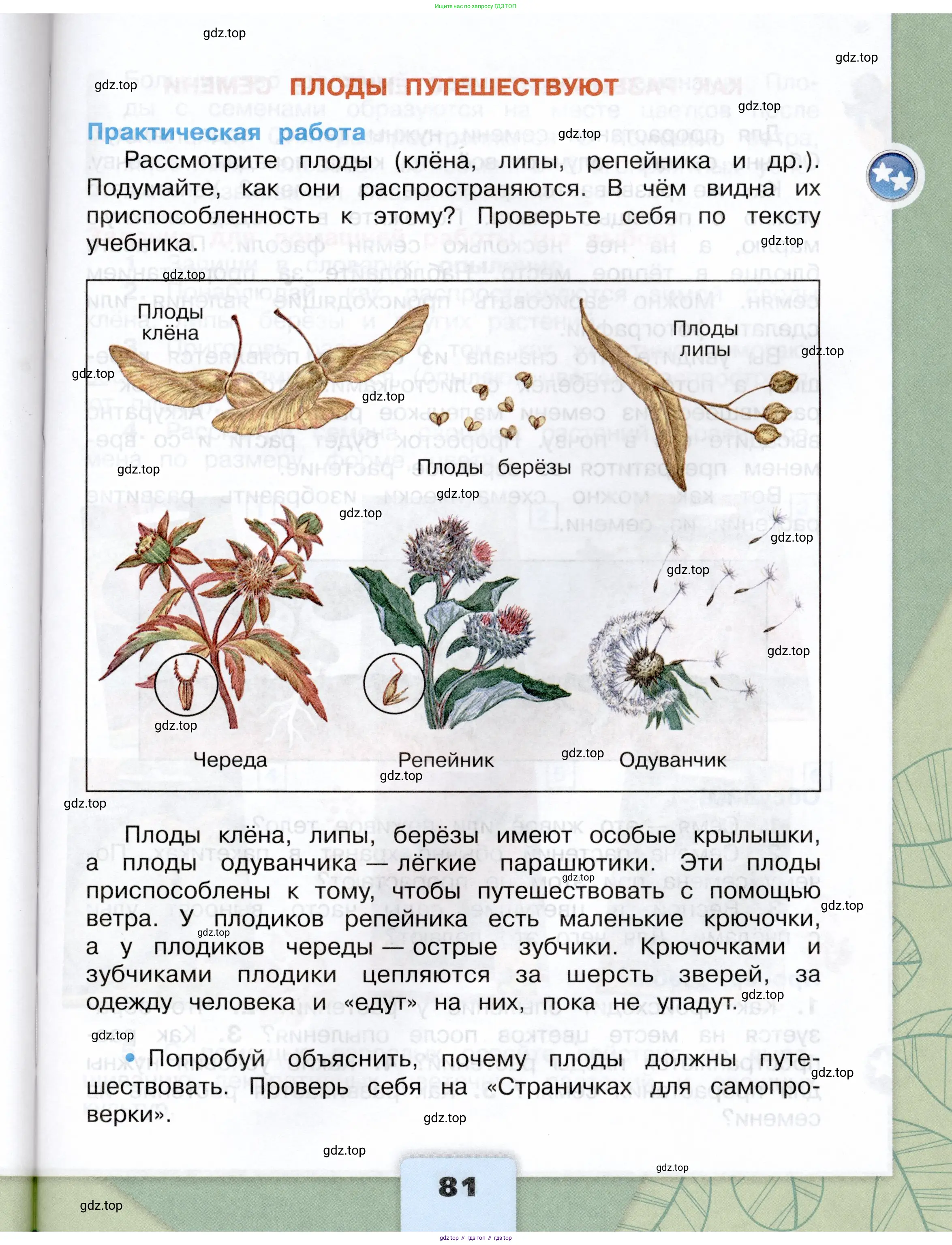 Окружающий мир, 3 класс Учебник, автор: Плешаков Андрей Анатольевич, издательство Просвещение, Москва, 2023, белого цвета, страница 81