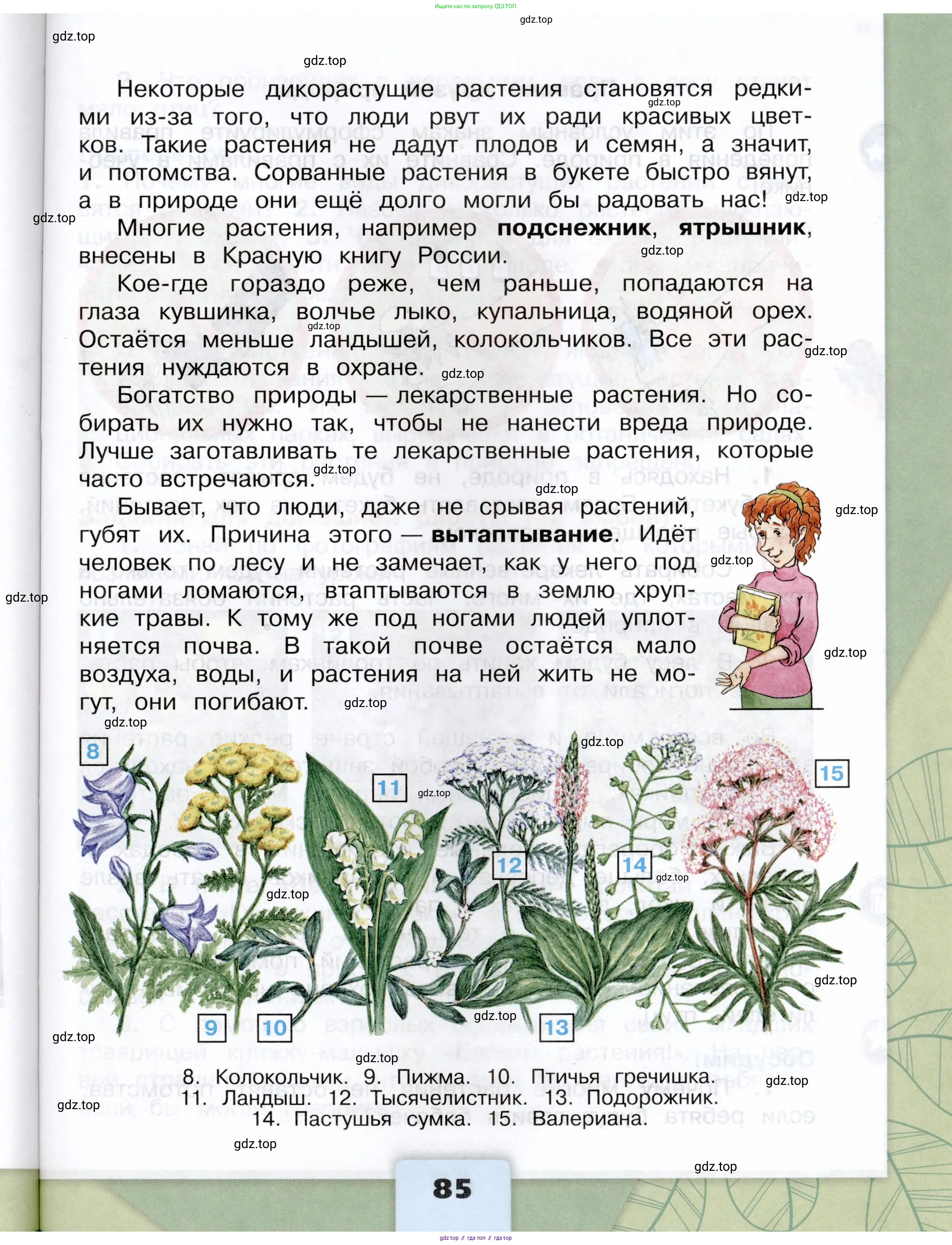 Окружающий мир, 3 класс Учебник, автор: Плешаков Андрей Анатольевич, издательство Просвещение, Москва, 2023, белого цвета, страница 85