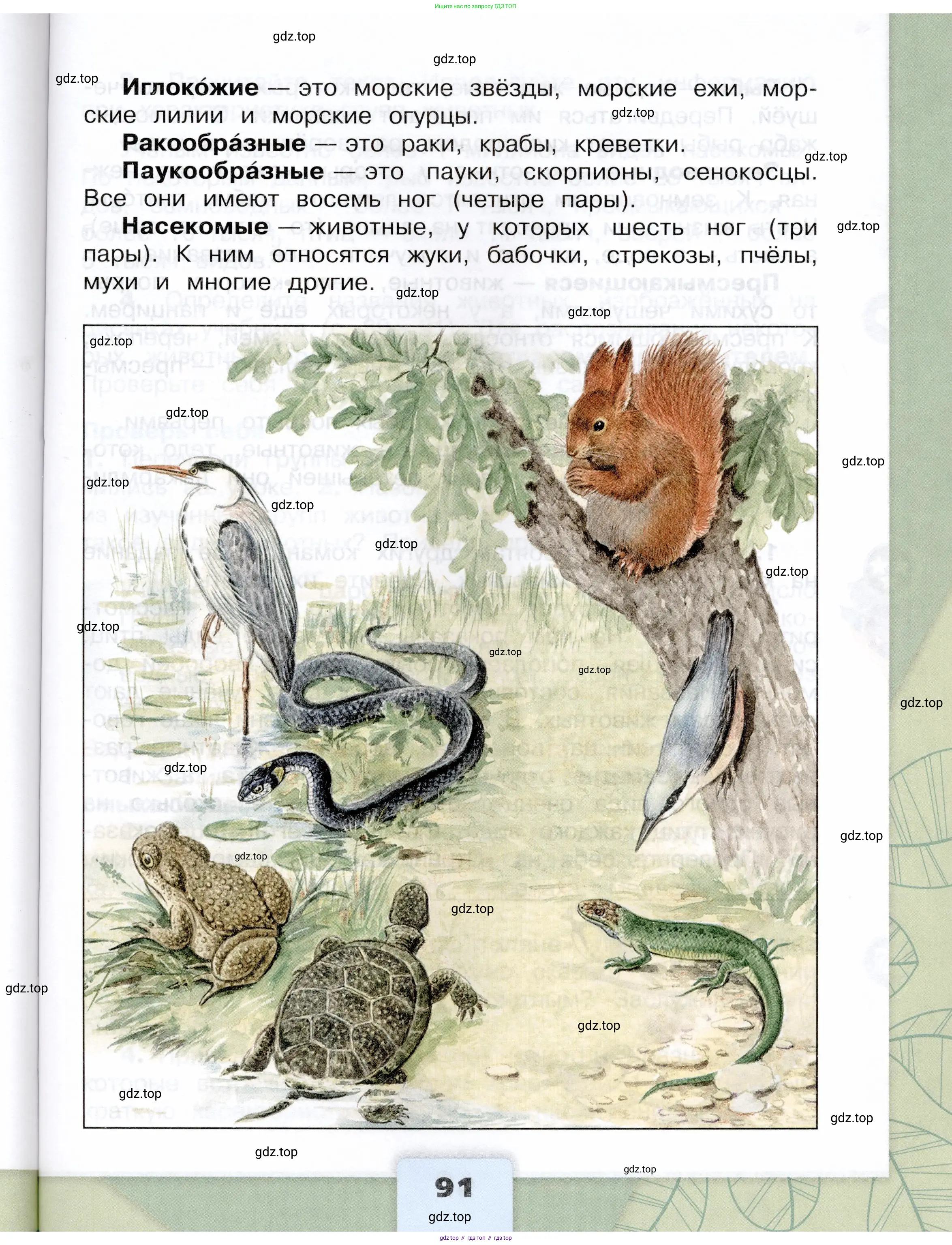 Окружающий мир, 3 класс Учебник, автор: Плешаков Андрей Анатольевич, издательство Просвещение, Москва, 2023, белого цвета, страница 91