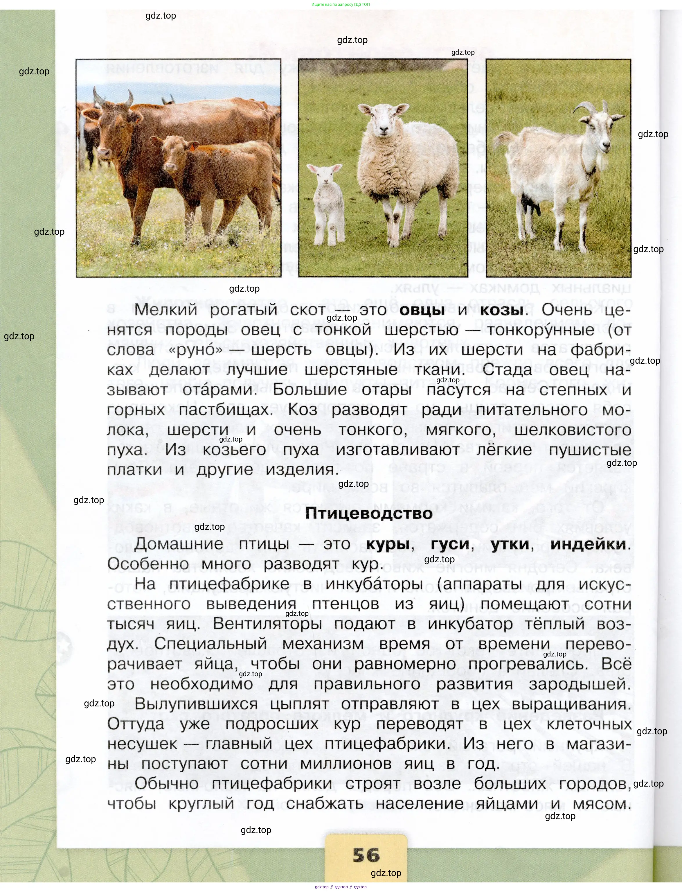 Окружающий мир, 3 класс Учебник, автор: Плешаков Андрей Анатольевич, издательство Просвещение, Москва, 2023, белого цвета, страница 56