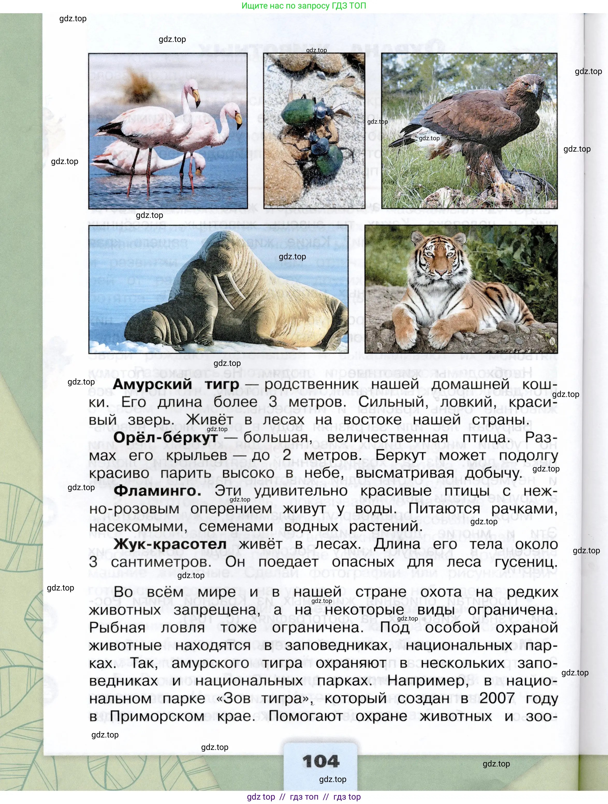Окружающий мир, 3 класс Учебник, автор: Плешаков Андрей Анатольевич, издательство Просвещение, Москва, 2023, белого цвета, страница 104