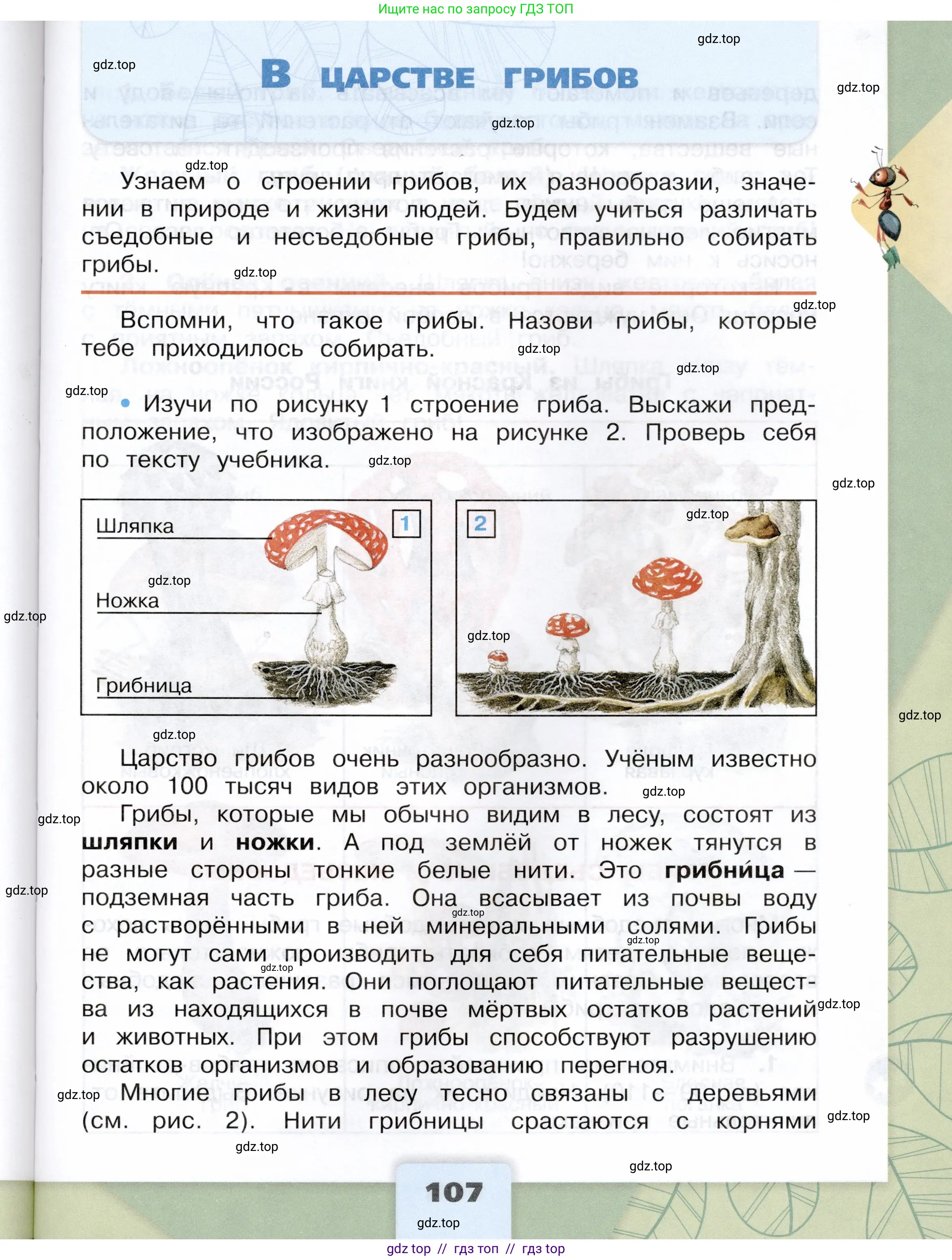 Окружающий мир, 3 класс Учебник, автор: Плешаков Андрей Анатольевич, издательство Просвещение, Москва, 2023, белого цвета, Часть 1, страница 107