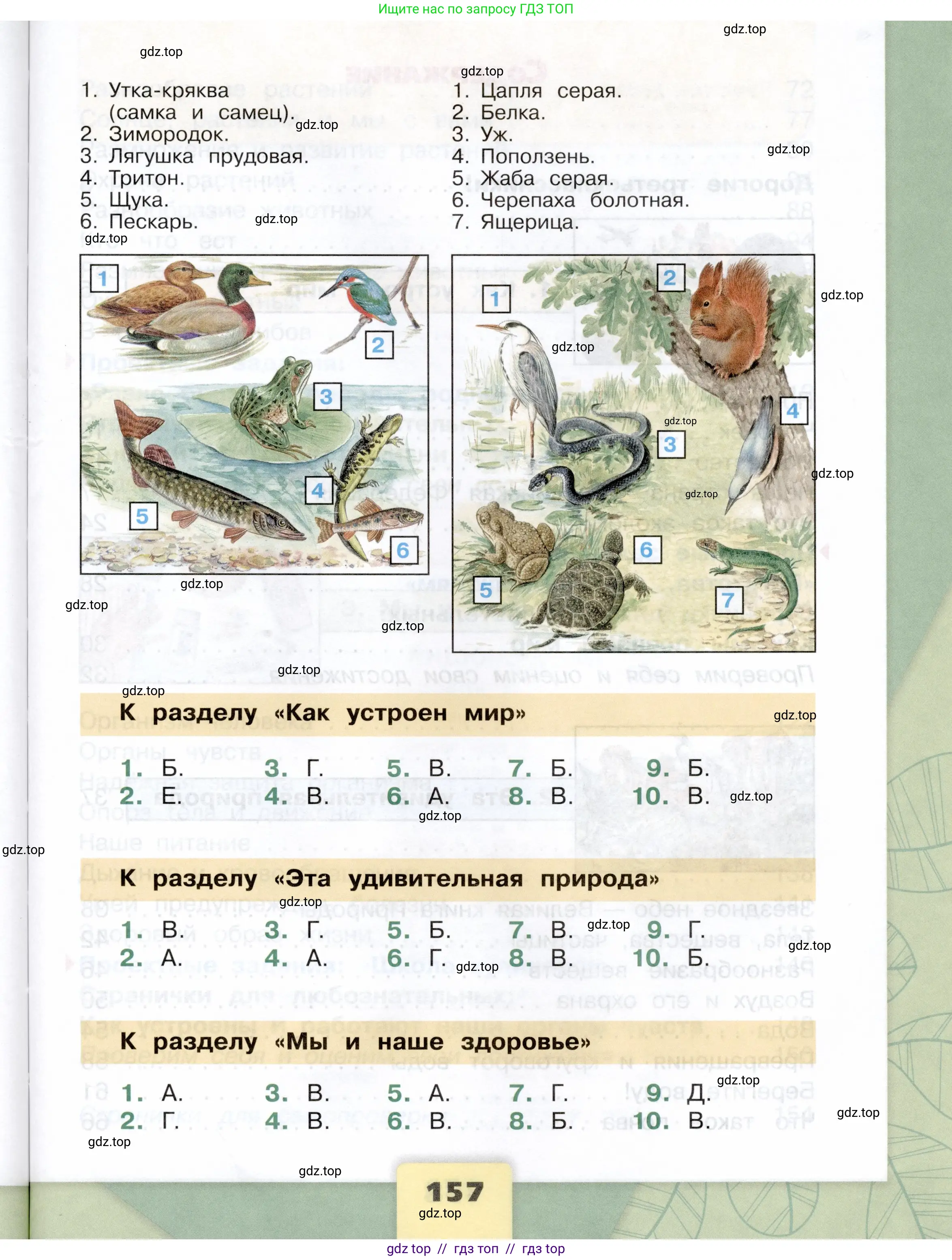 Окружающий мир, 3 класс Учебник, автор: Плешаков Андрей Анатольевич, издательство Просвещение, Москва, 2023, белого цвета, страница 157