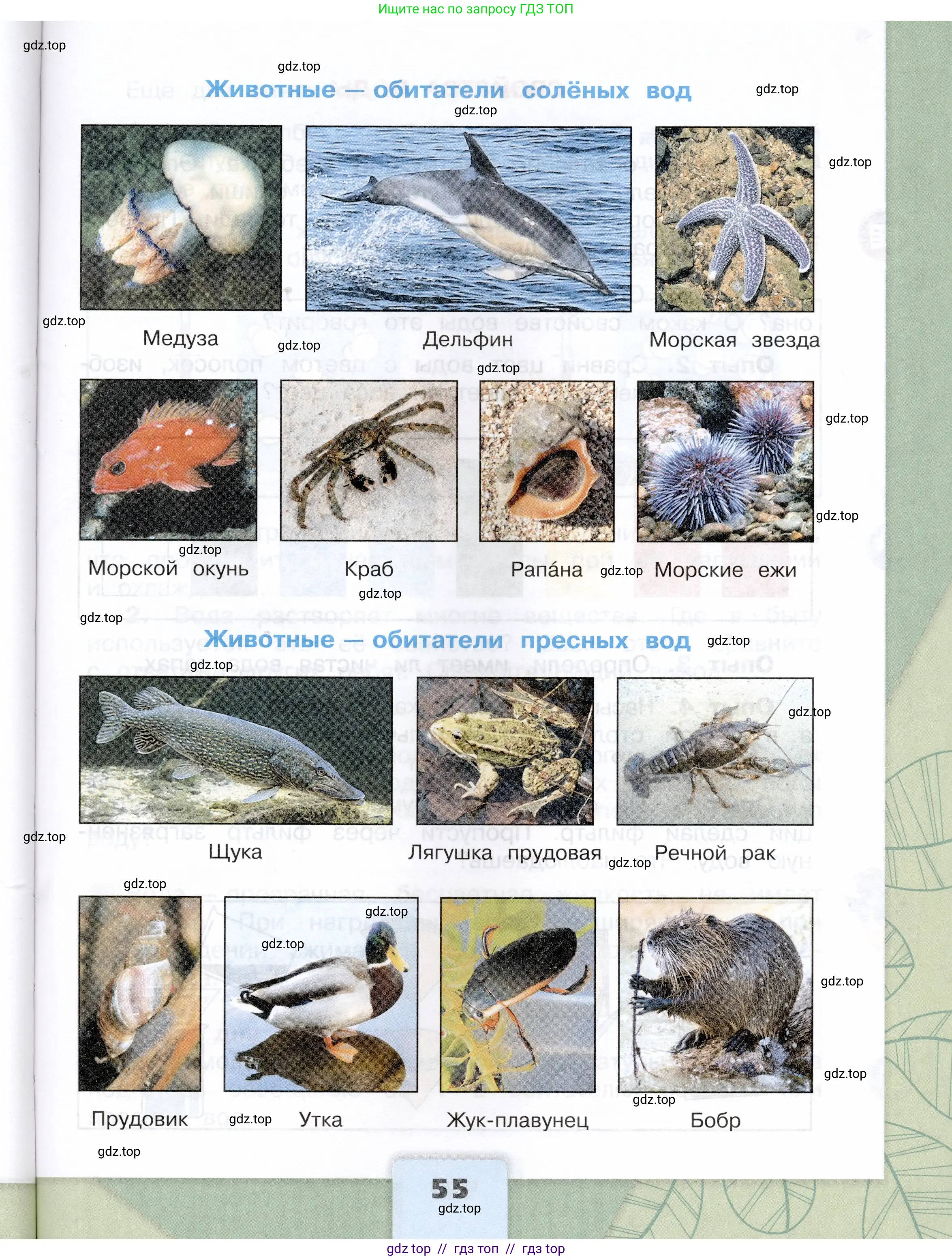 Окружающий мир, 3 класс Учебник, автор: Плешаков Андрей Анатольевич, издательство Просвещение, Москва, 2023, белого цвета, страница 55