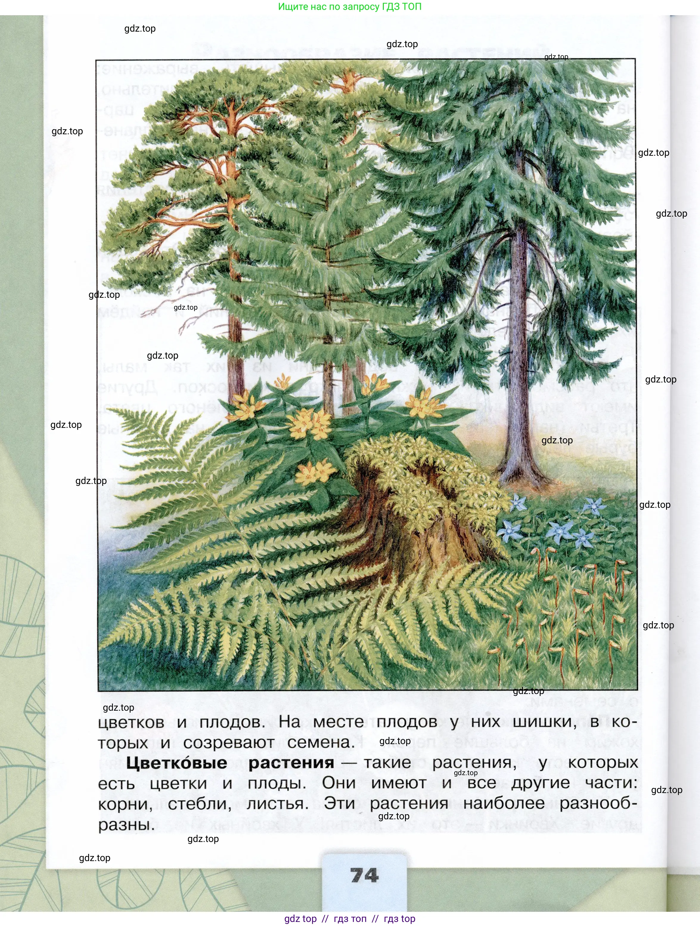Окружающий мир, 3 класс Учебник, автор: Плешаков Андрей Анатольевич, издательство Просвещение, Москва, 2023, белого цвета, страница 74