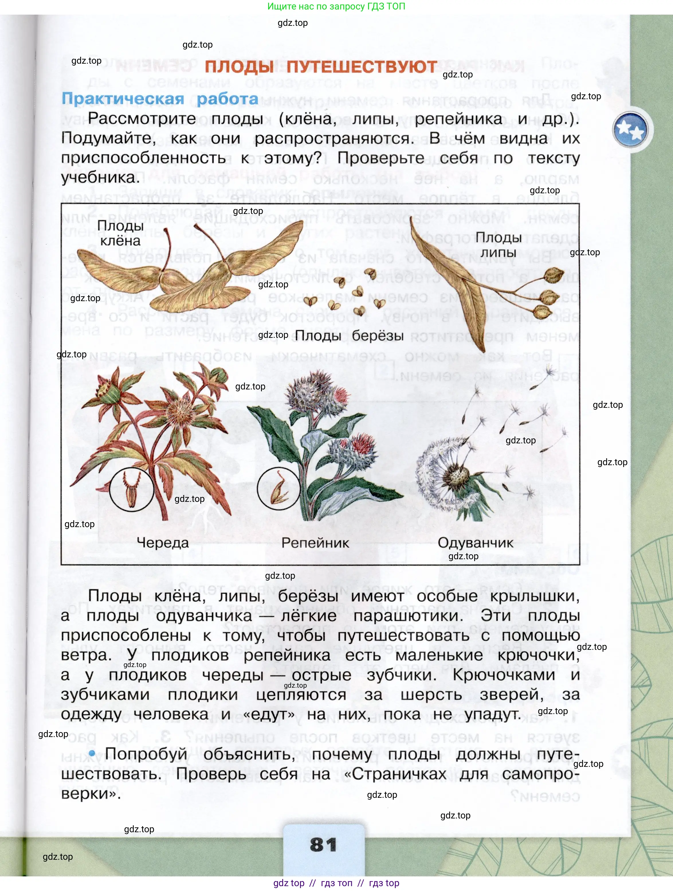 Окружающий мир, 3 класс Учебник, автор: Плешаков Андрей Анатольевич, издательство Просвещение, Москва, 2023, белого цвета, страница 81