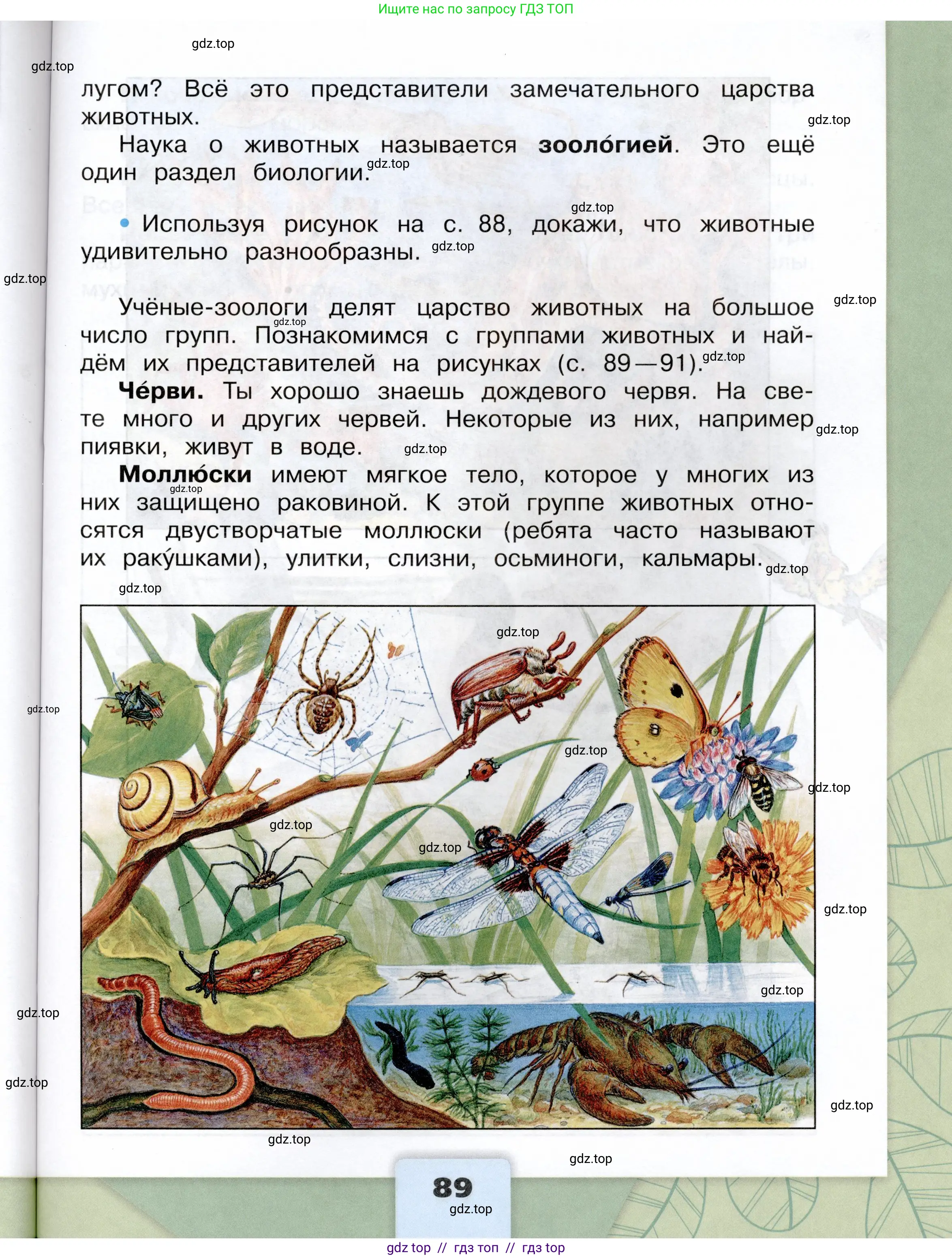 Окружающий мир, 3 класс Учебник, автор: Плешаков Андрей Анатольевич, издательство Просвещение, Москва, 2023, белого цвета, страница 89