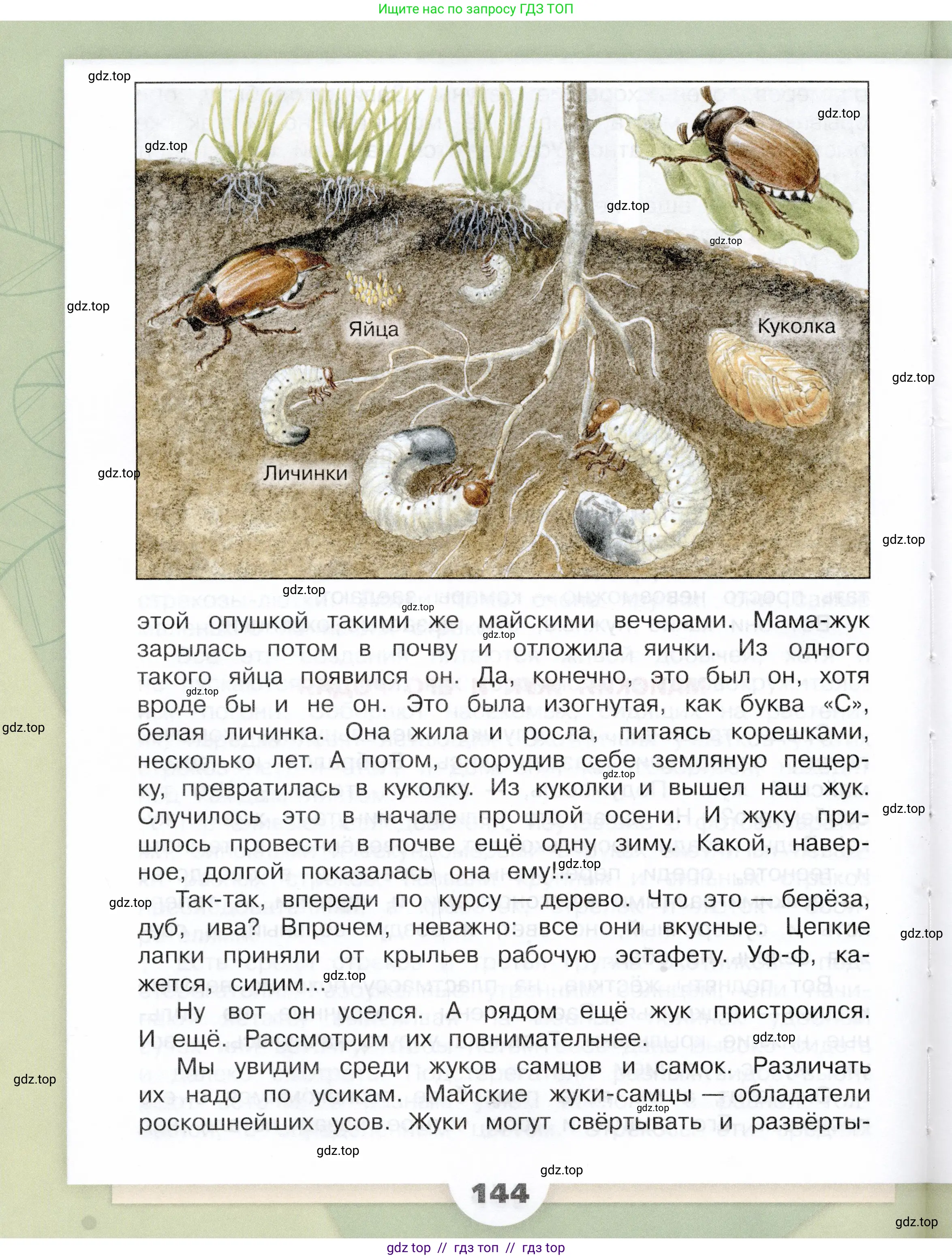 Окружающий мир, 3 класс Учебник, автор: Плешаков Андрей Анатольевич, издательство Просвещение, Москва, 2023, белого цвета, страница 144