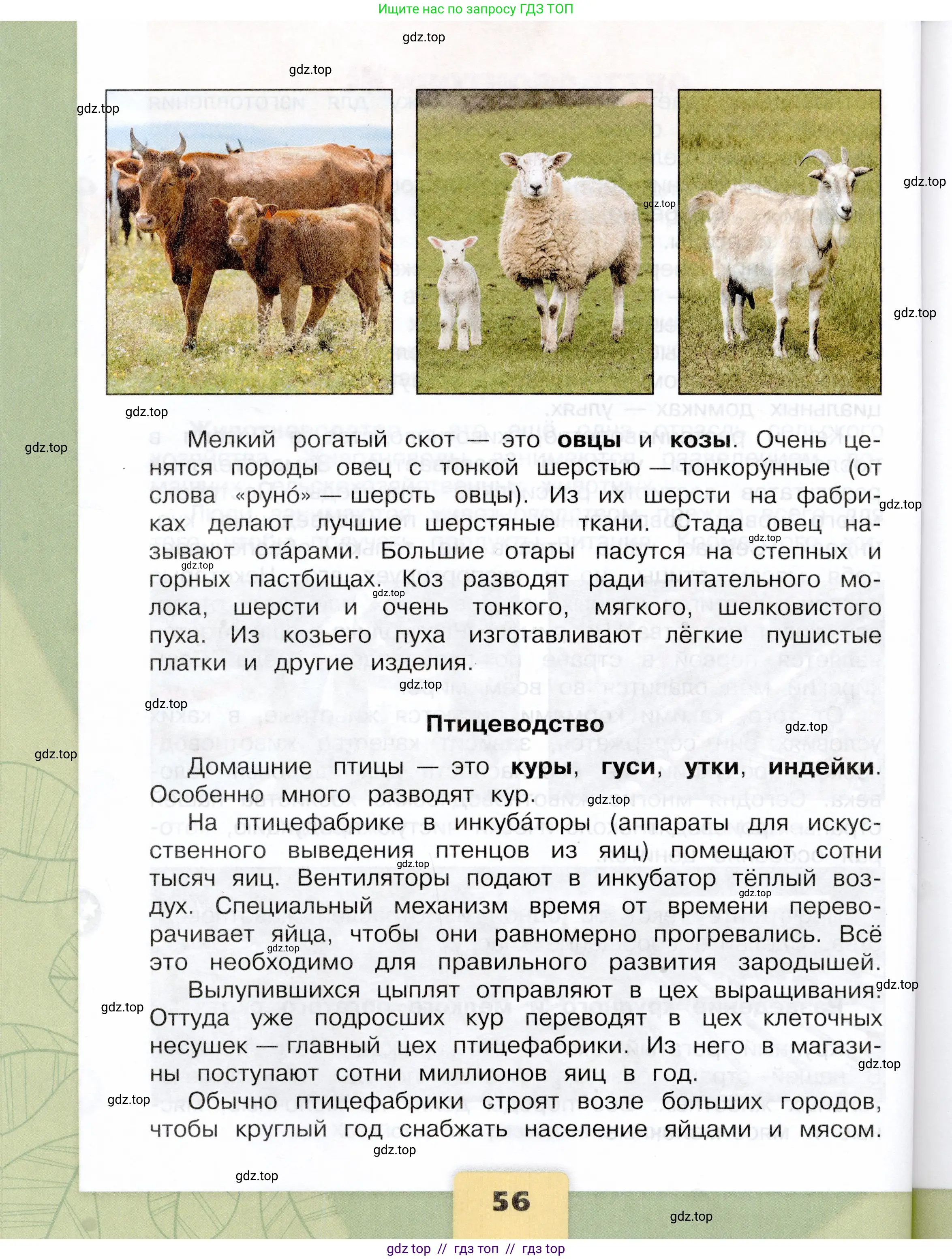 Окружающий мир, 3 класс Учебник, автор: Плешаков Андрей Анатольевич, издательство Просвещение, Москва, 2023, белого цвета, страница 56
