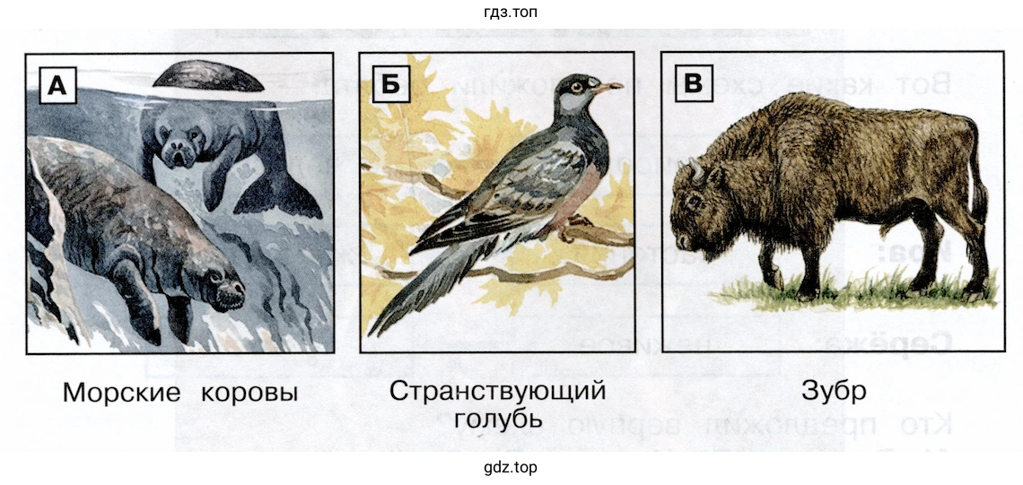 Морские коровы, Странствующий голубь, Зубр