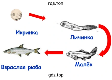 Размножение и развитие животных