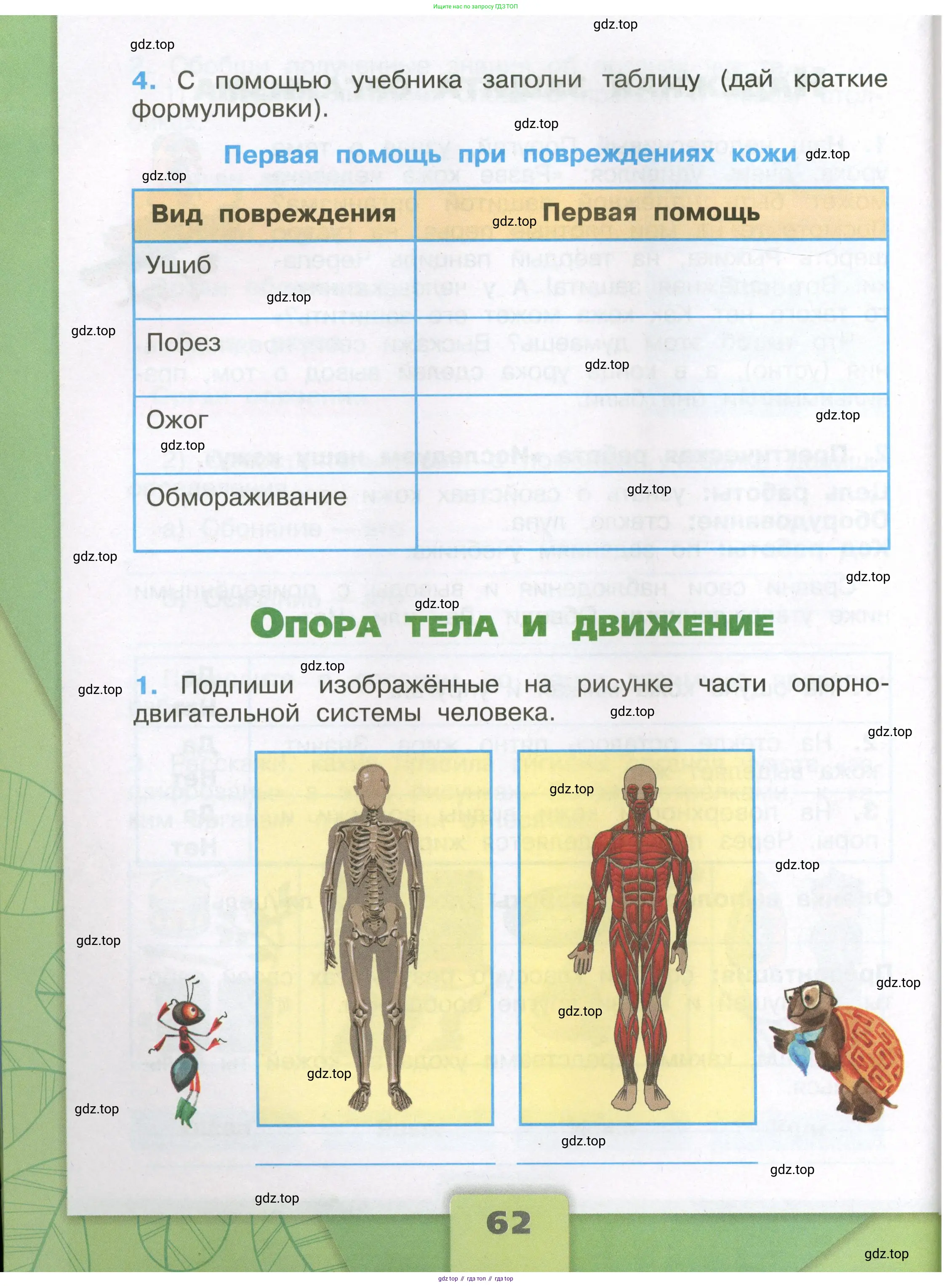 Окружающий мир, 3 класс рабочая тетрадь, автор: Плешаков Андрей Анатольевич, издательство Просвещение, Москва, 2023, белого цвета, Часть 1, страница 62
