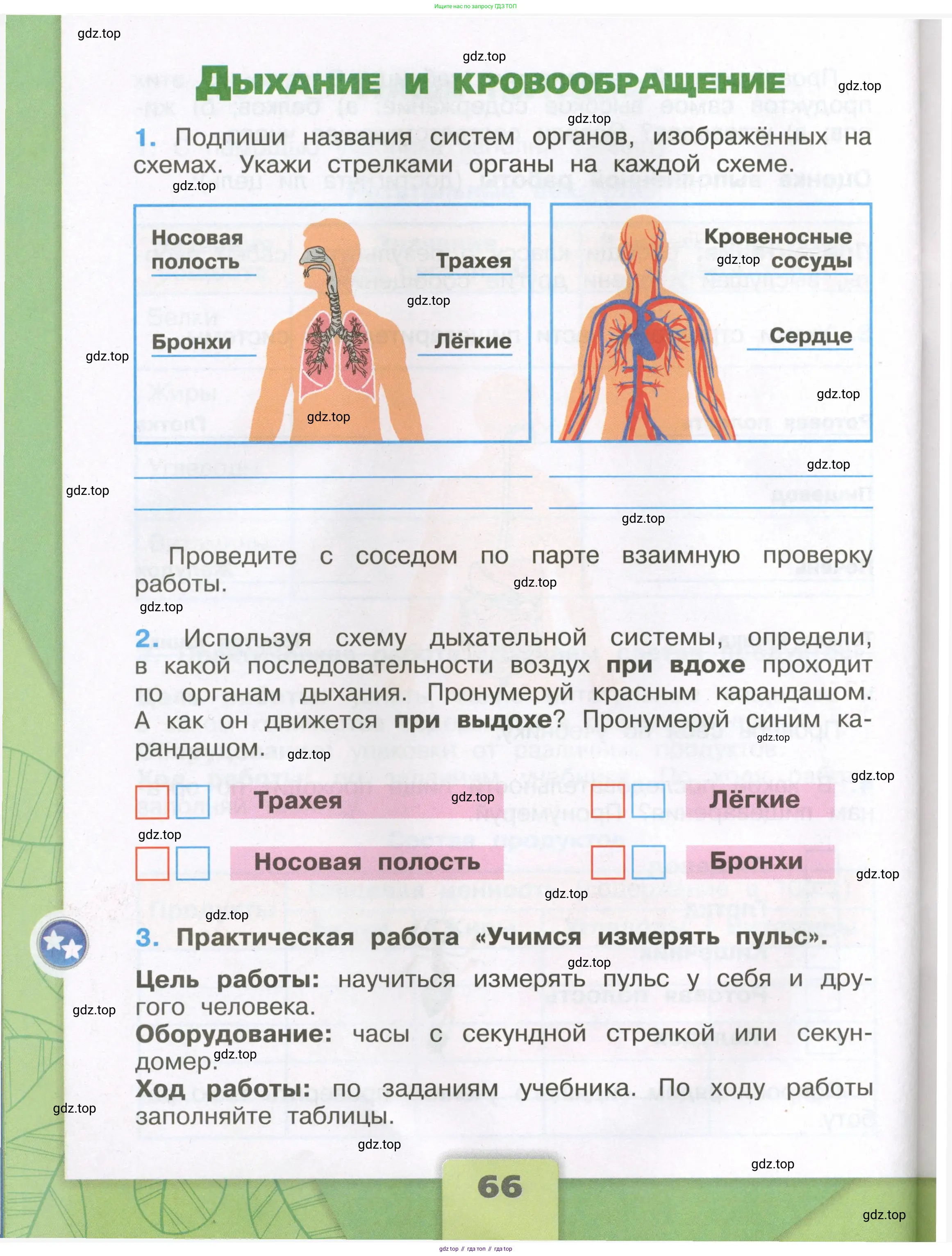 Окружающий мир, 3 класс рабочая тетрадь, автор: Плешаков Андрей Анатольевич, издательство Просвещение, Москва, 2023, белого цвета, Часть 1, страница 66