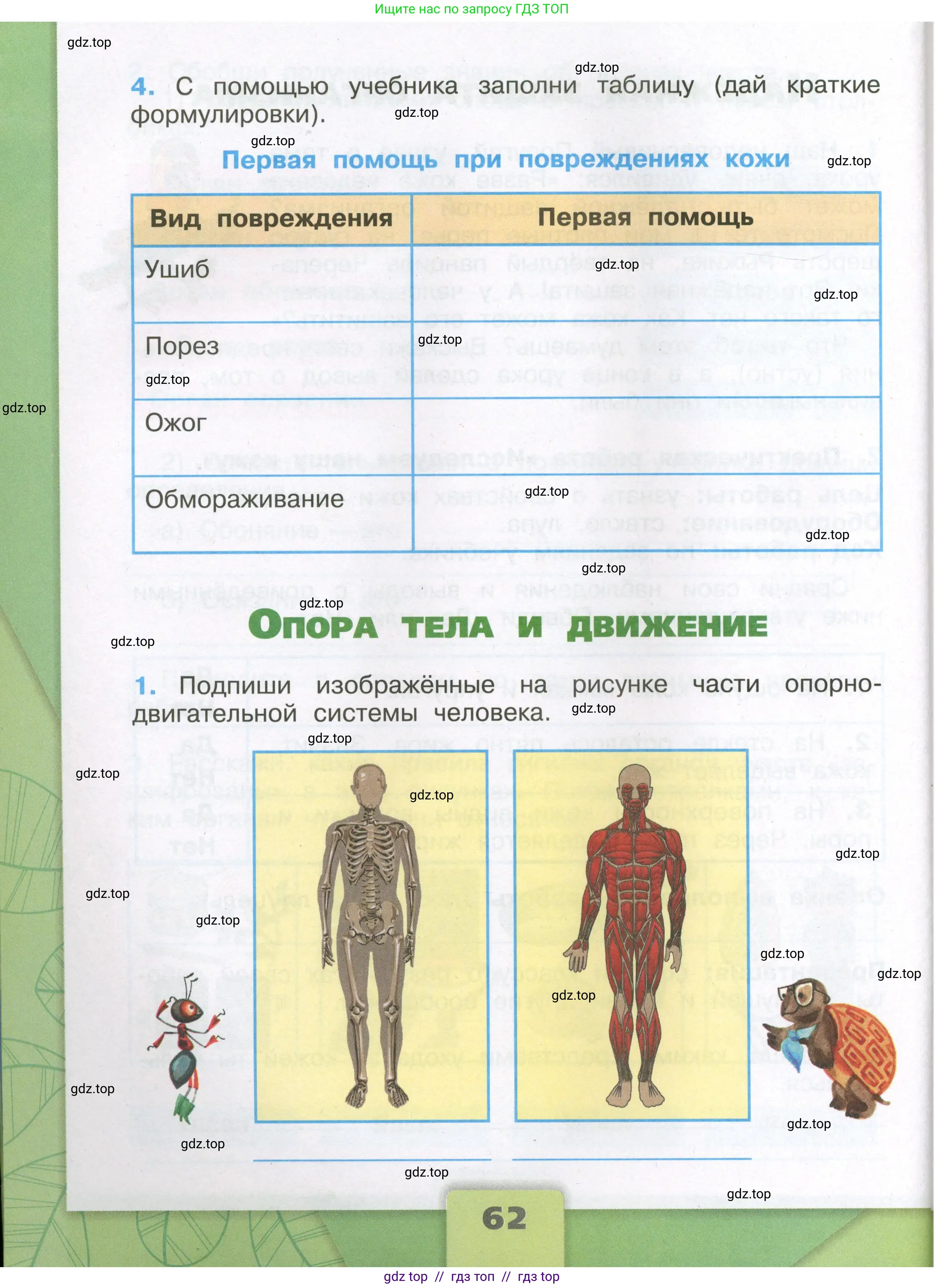 Окружающий мир, 3 класс рабочая тетрадь, автор: Плешаков Андрей Анатольевич, издательство Просвещение, Москва, 2023, белого цвета, Часть 1, страница 62