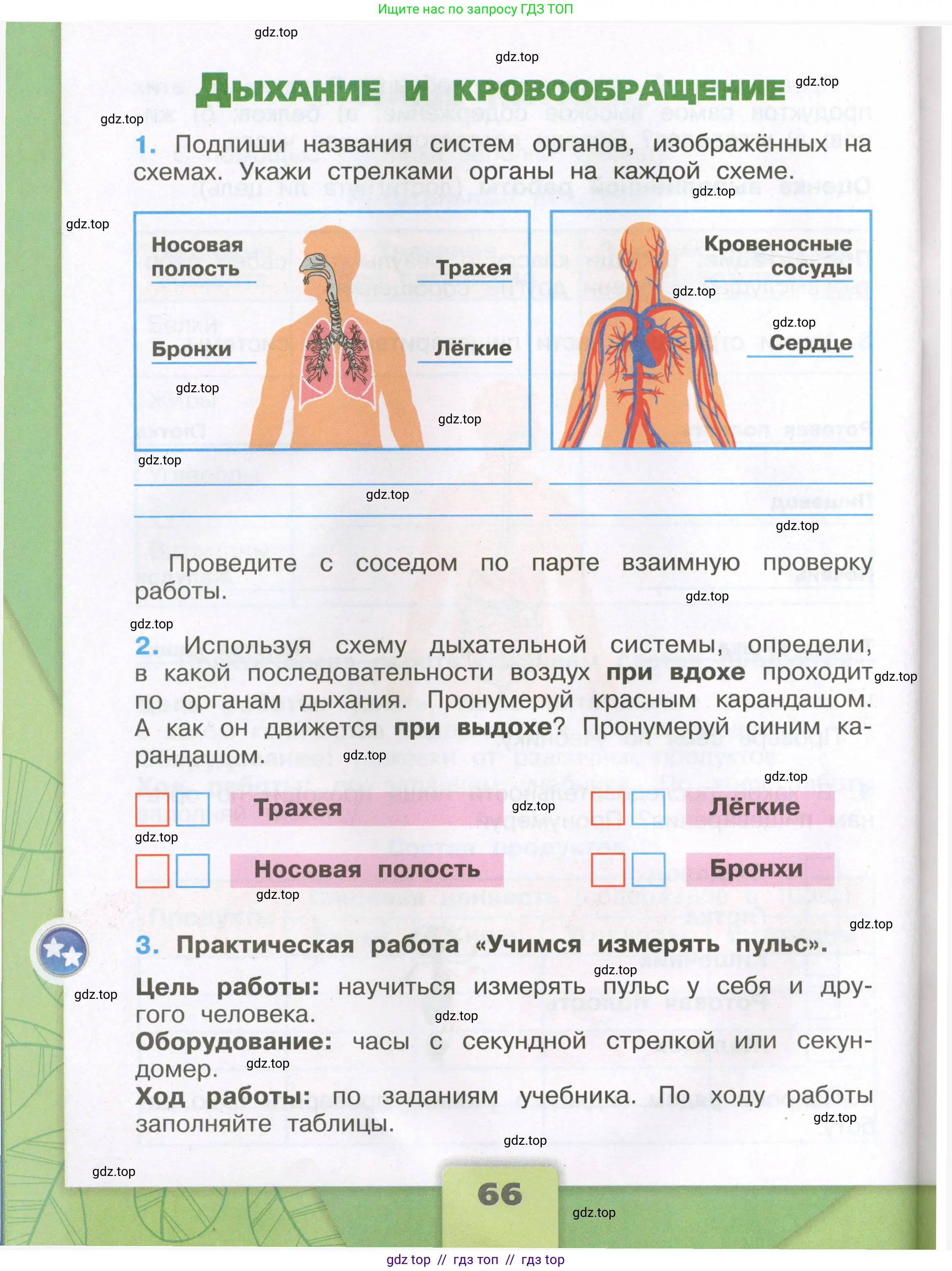 Окружающий мир, 3 класс рабочая тетрадь, автор: Плешаков Андрей Анатольевич, издательство Просвещение, Москва, 2023, белого цвета, Часть 1, страница 66