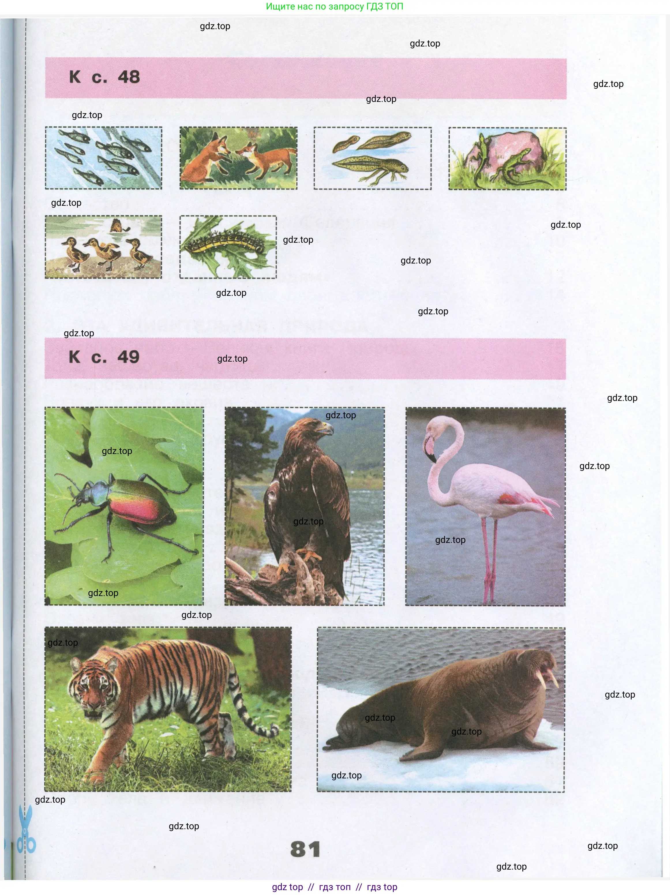 Окружающий мир, 3 класс рабочая тетрадь, автор: Плешаков Андрей Анатольевич, издательство Просвещение, Москва, 2023, белого цвета, страница 81