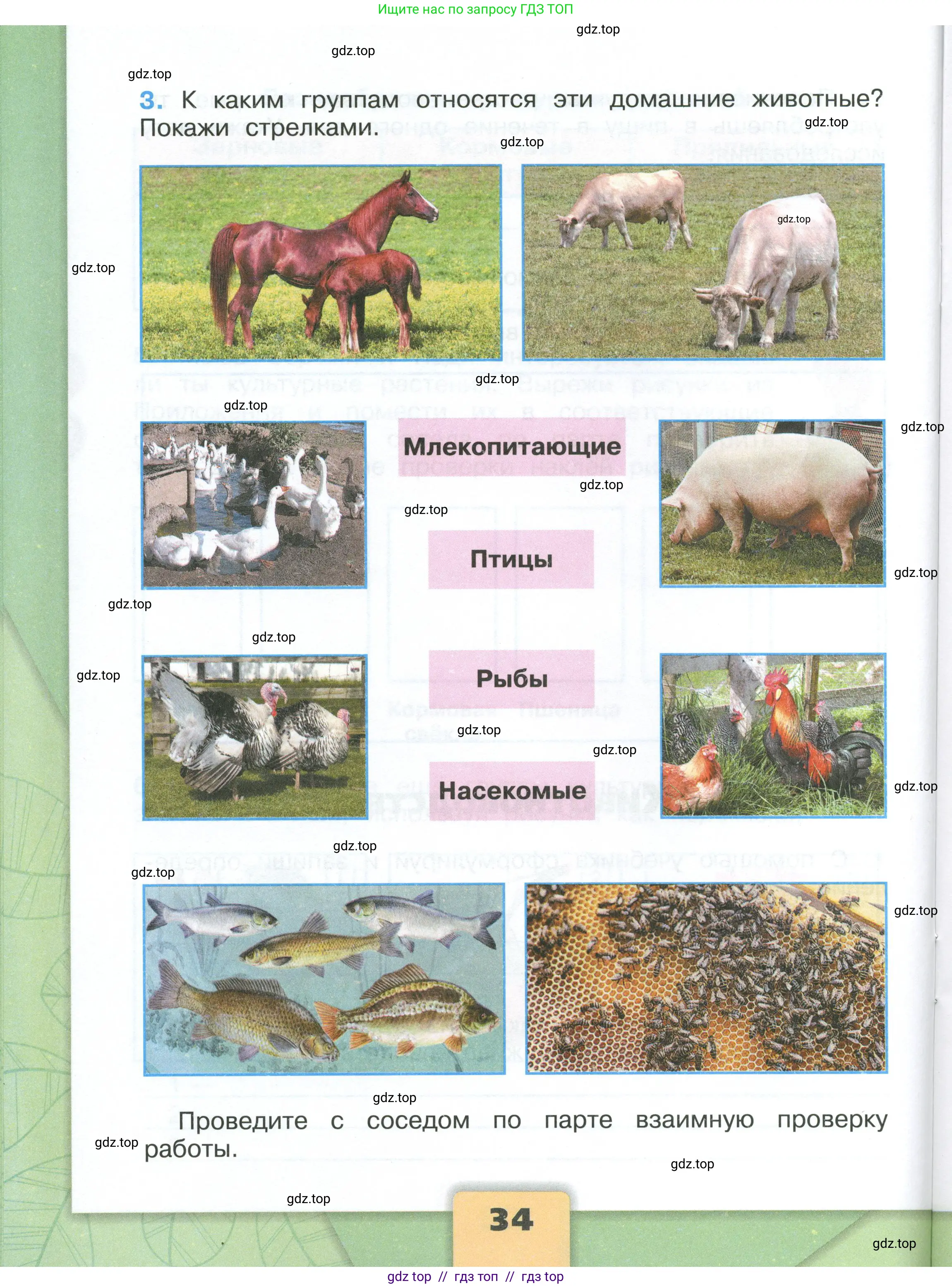 Окружающий мир, 3 класс рабочая тетрадь, автор: Плешаков Андрей Анатольевич, издательство Просвещение, Москва, 2023, белого цвета, страница 34