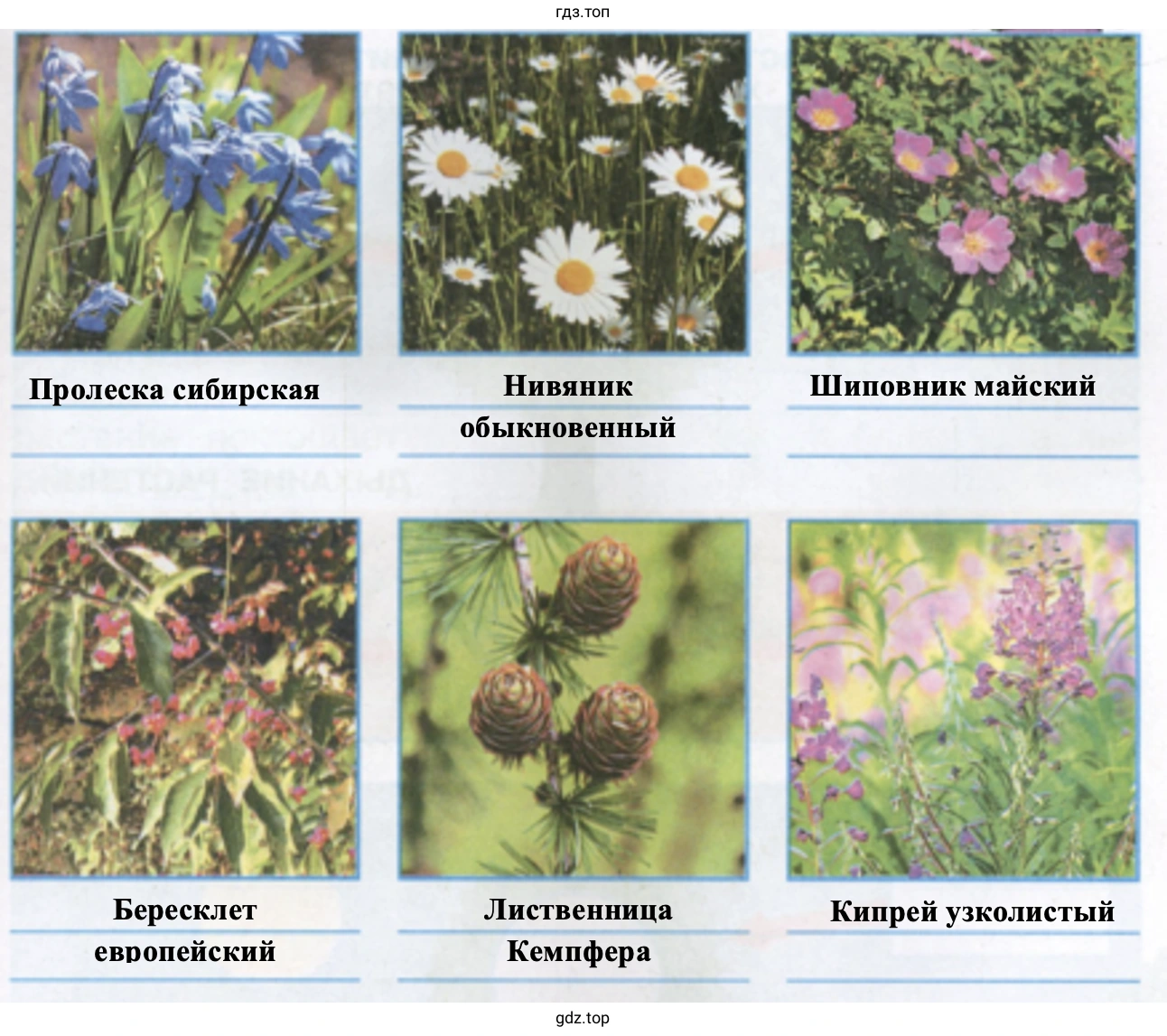 Растения (3)