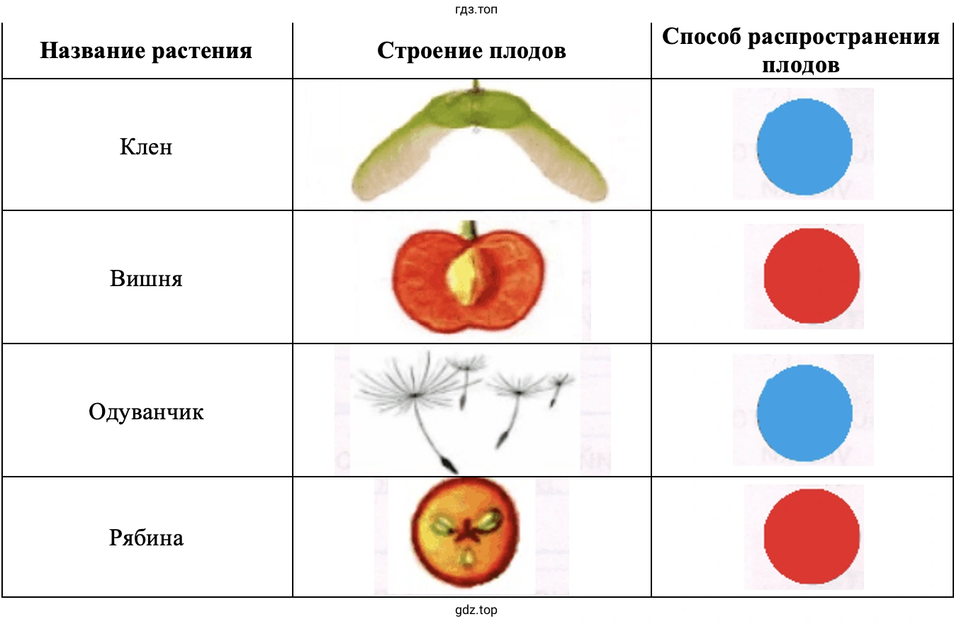Практическая работа «Изучаем способы распространения плодов»