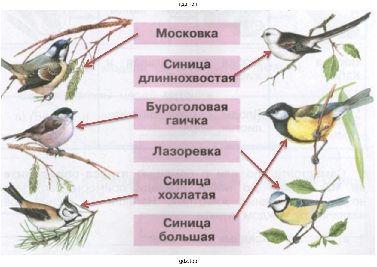 Синицы