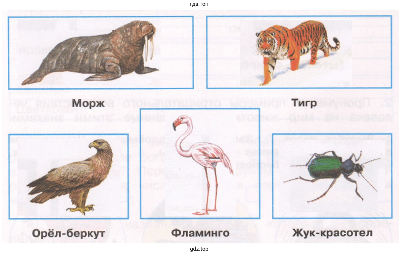 Животные, внесенные в Красную книгу России